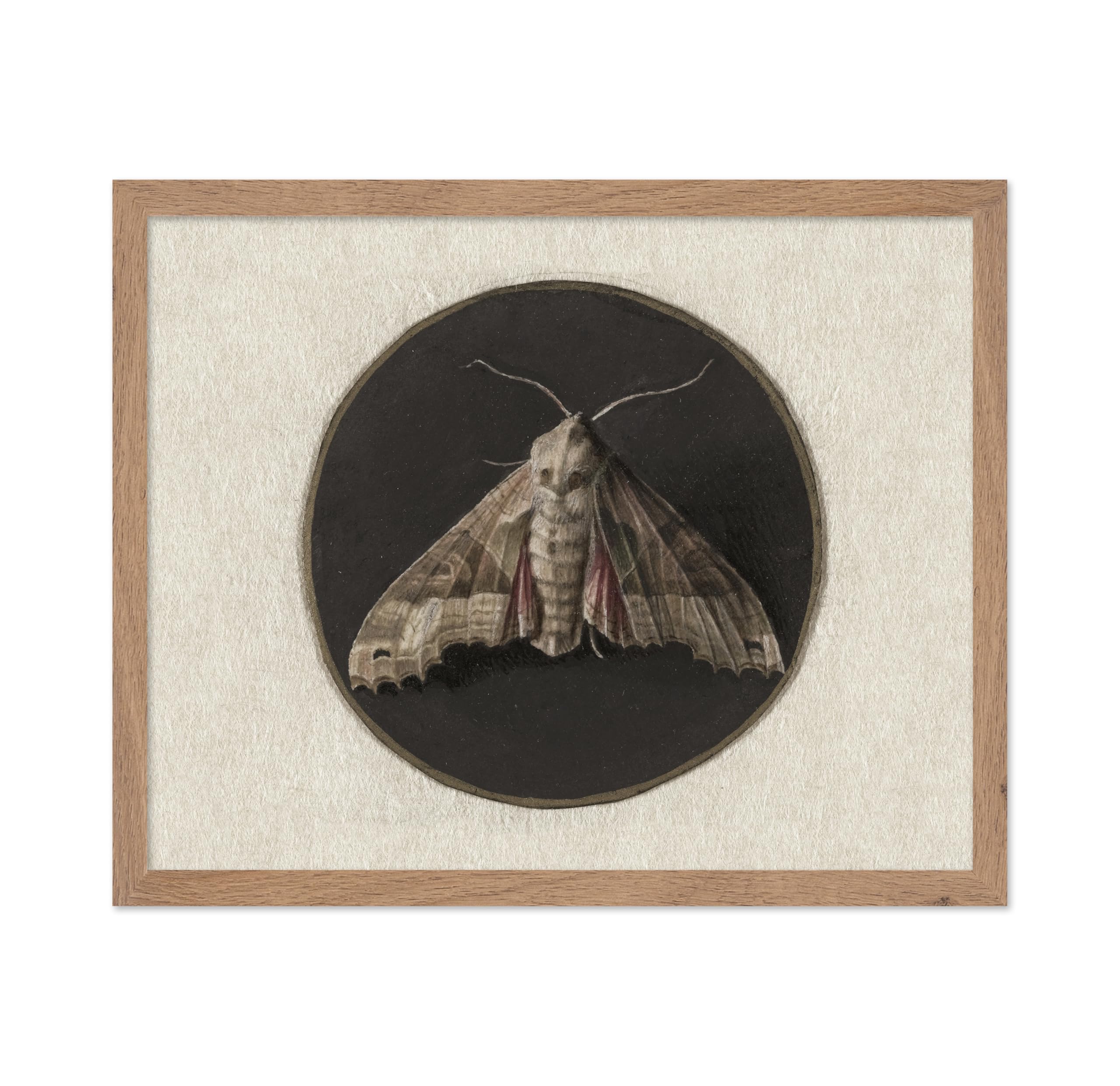 Poster Master Vintage Moth Poster - Retro Rustic Moth Print - Moody Butterfly Art - Insect Art - Gift for Men, Women, Animal Lov
