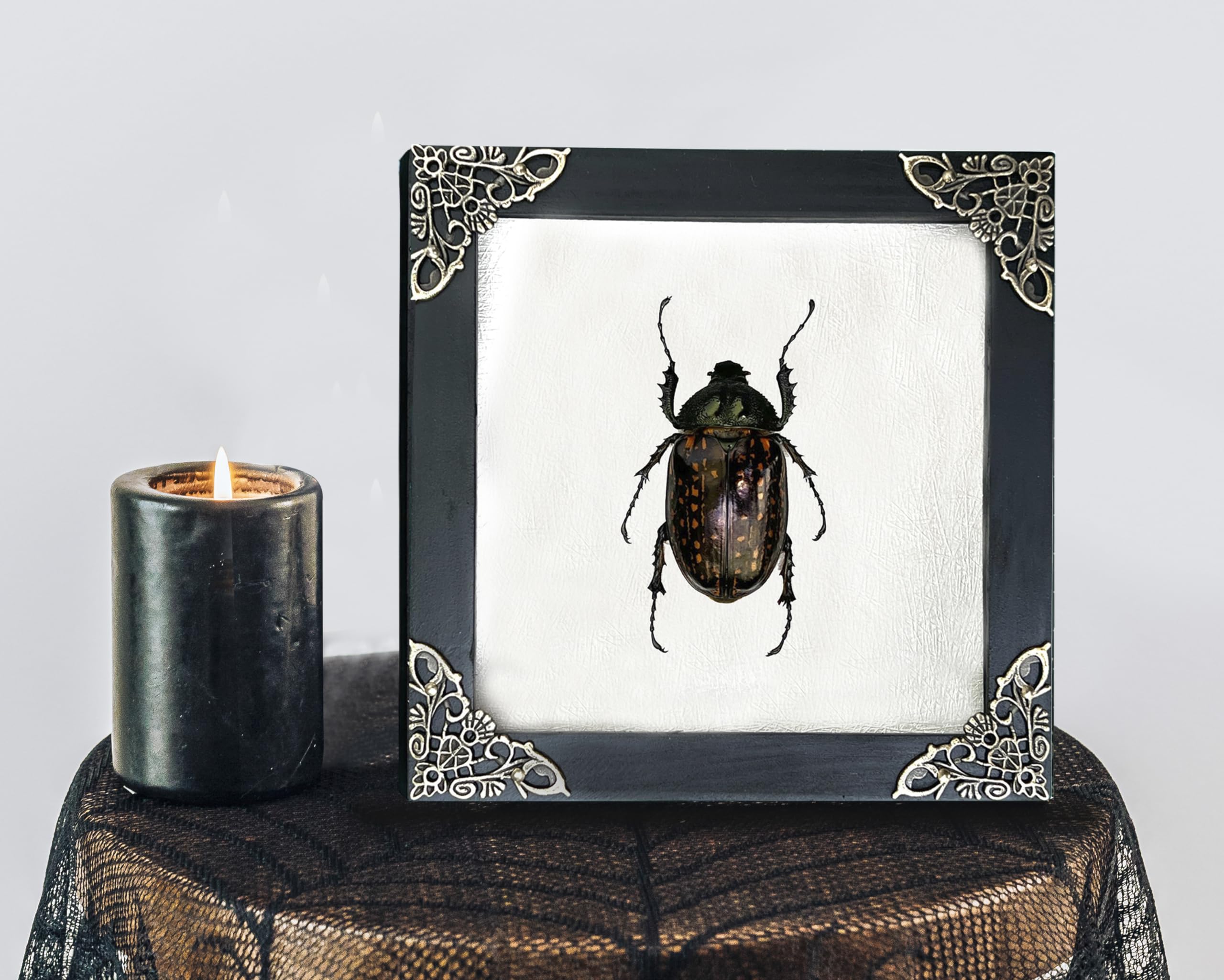 Real Framed Cheirotonus Beetle Dried Insect Dead Bug White Frame Specimen Artwork Wall Hanging Decor Entomology Display Tabletop