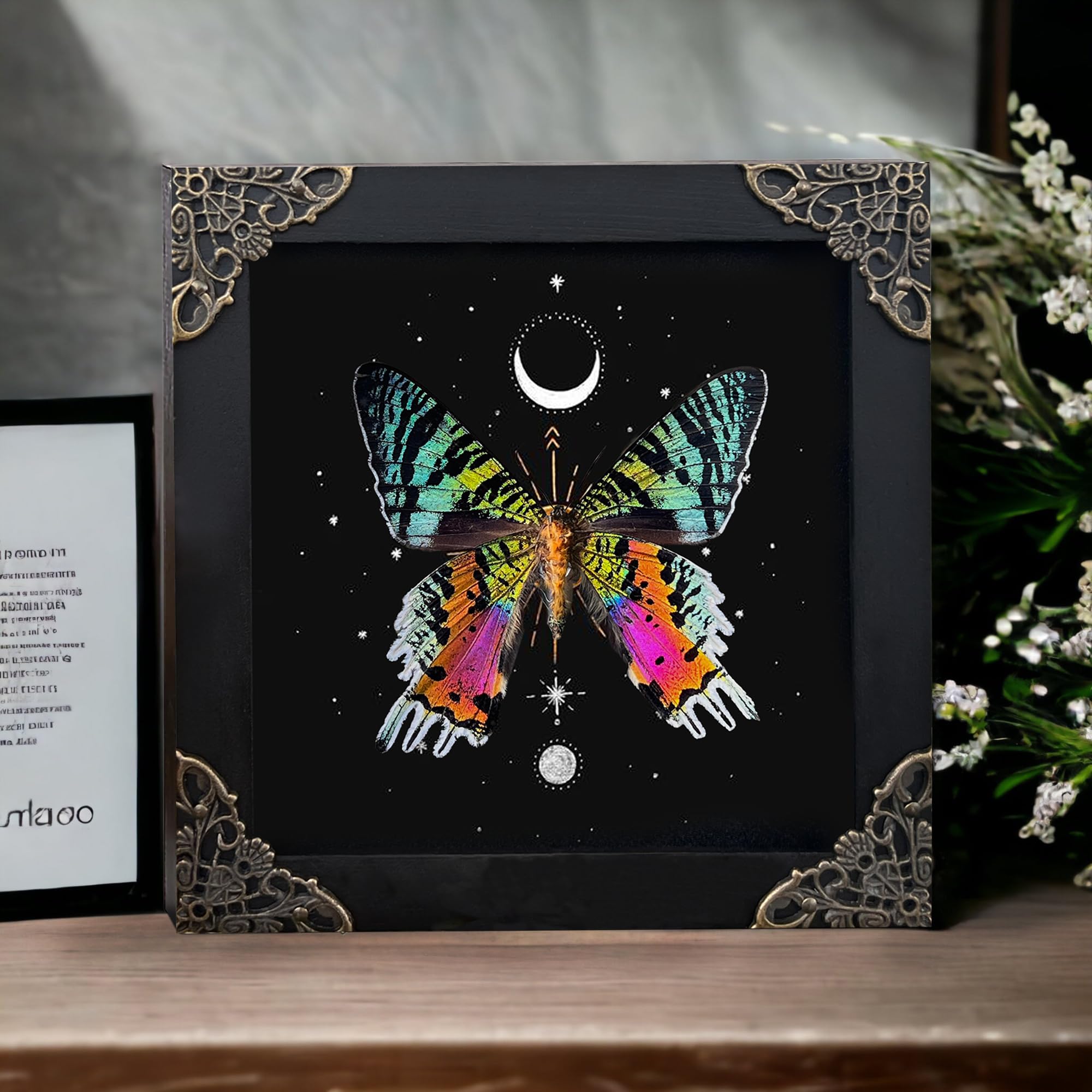 Real Sunset Moth Butterfly Astronomy Taxidermy Victorian Witchy Insect Frame Dried Bug Shadow Box Specimen Room Display Birthday