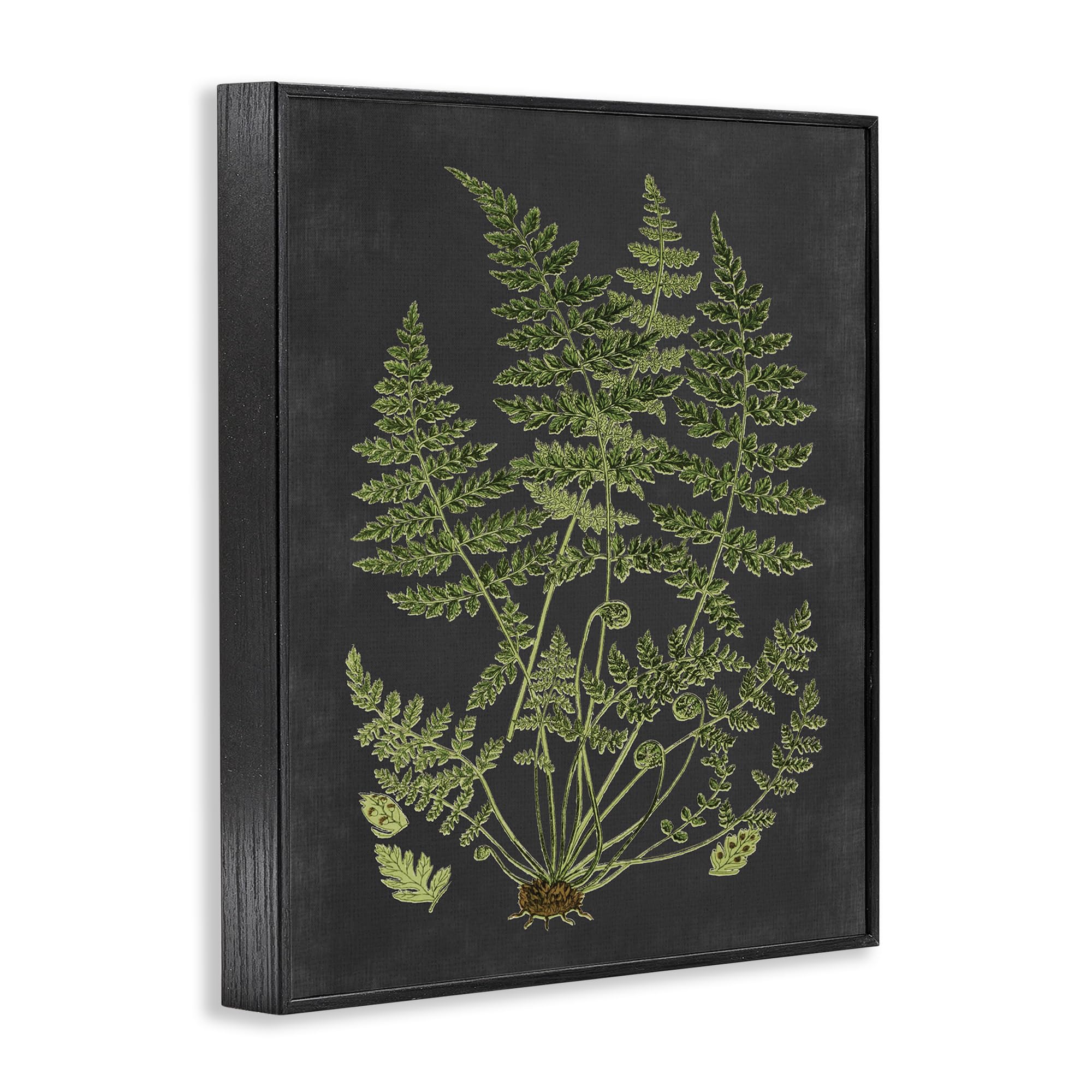 Stupell Industries Botanical Drawing Green Black Design Canvas