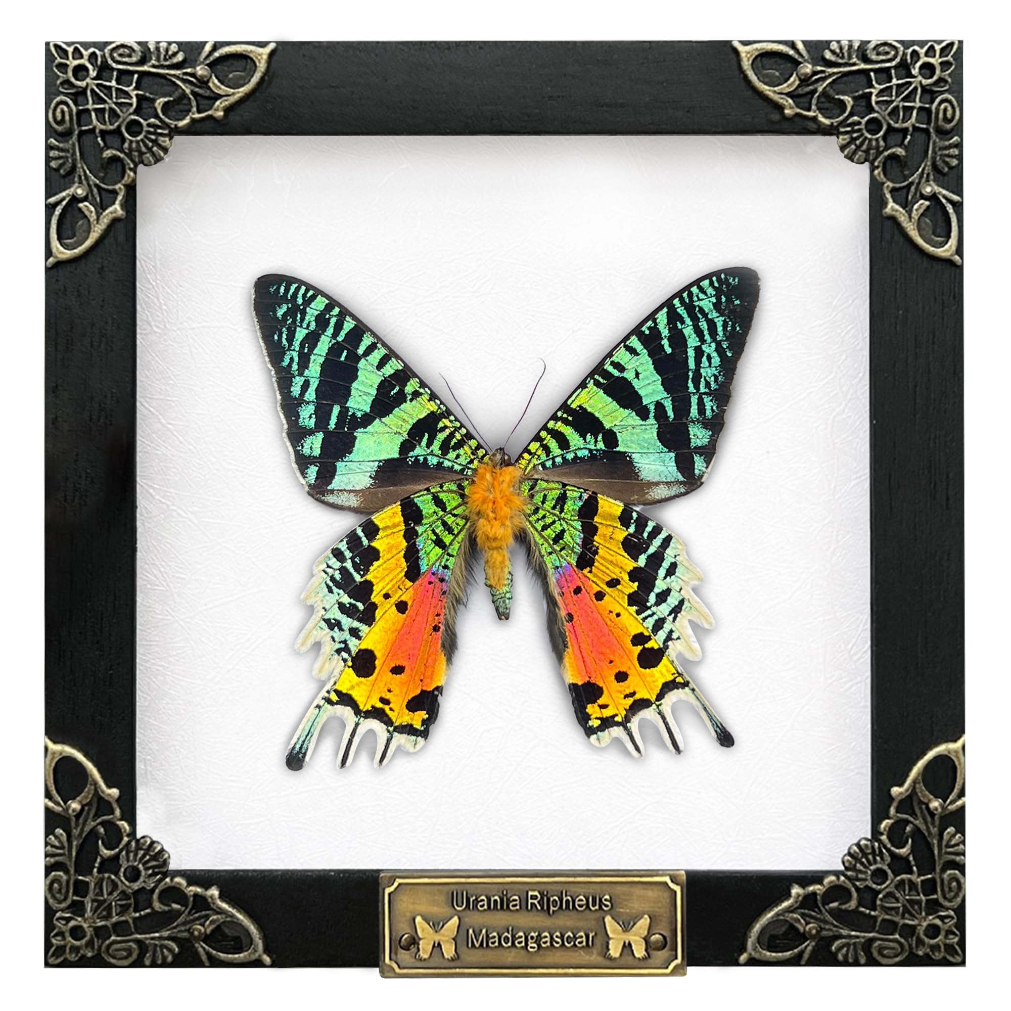 Real Framed Sunset Moth Dead Insect Dried Butterfly Handmade Shadow Box White Frame Nametag Taxidermy Specimen Display Oddity Ta