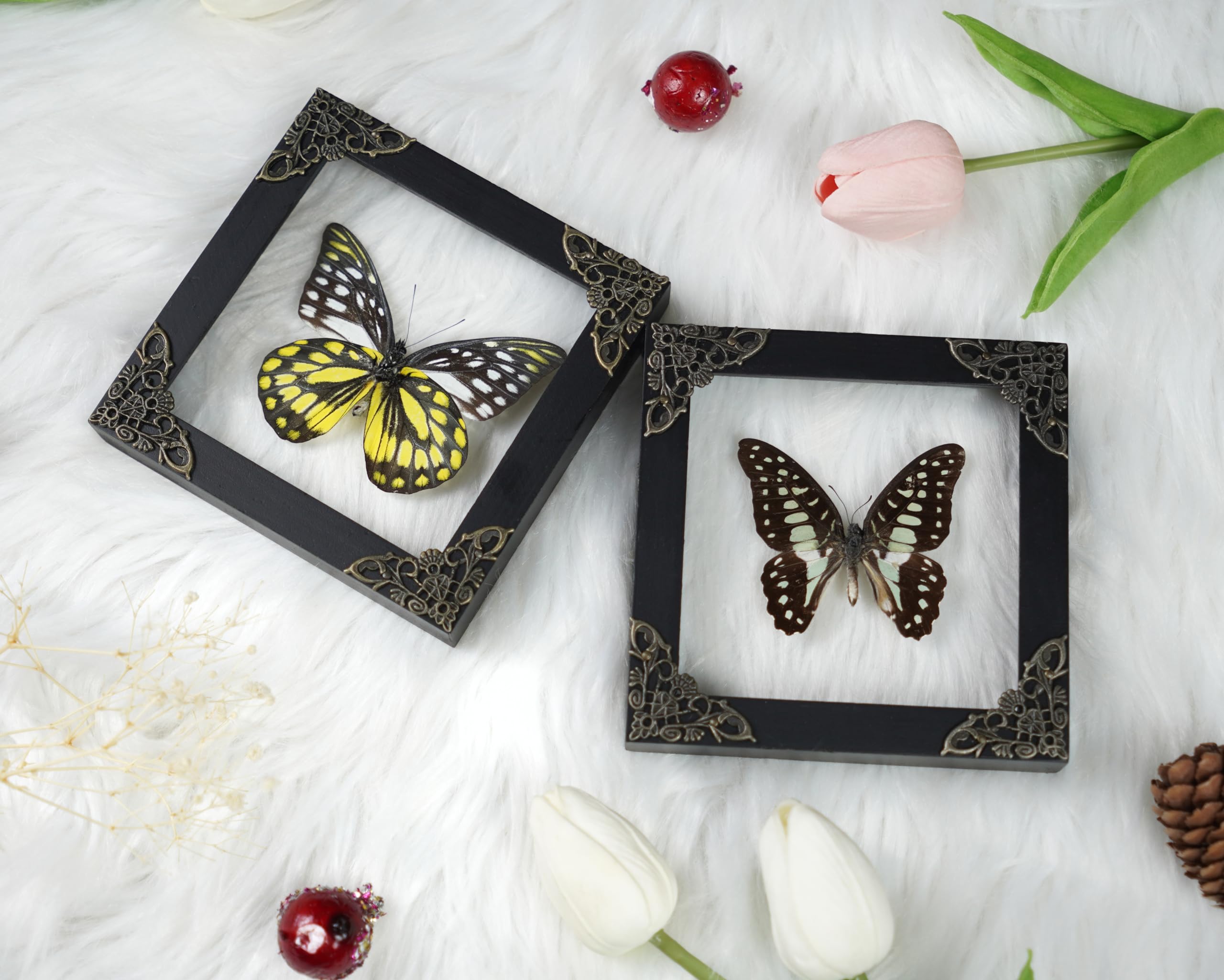 2 Real Butterfly Glass Framed Handmade Shadow Box Insect Dried Wood Frame Unique Taxidermy Taxadermy Collectables Tabletop Wall
