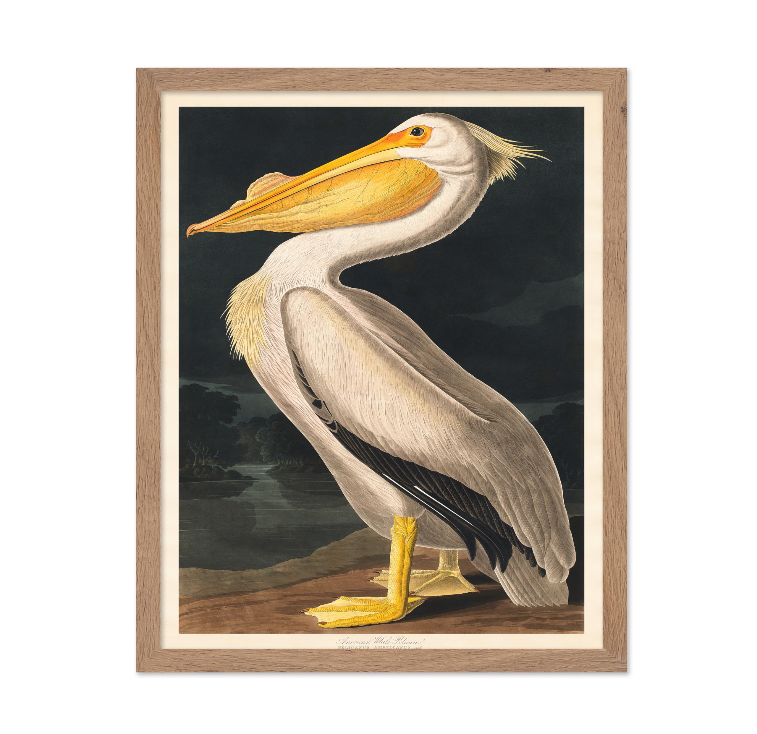 Poster Master Vintage John James Audubon Poster - Retro Animal Print - Gift for Artist, Friend - Nature World, American White Pe