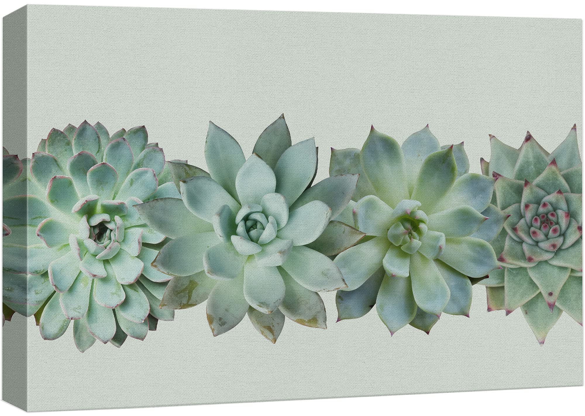 Wall26 Canvas Print Wall Art Variety Of Green Desert Succulents Floral Plants Photography Realism Rustic Closeup Colorful Multic
