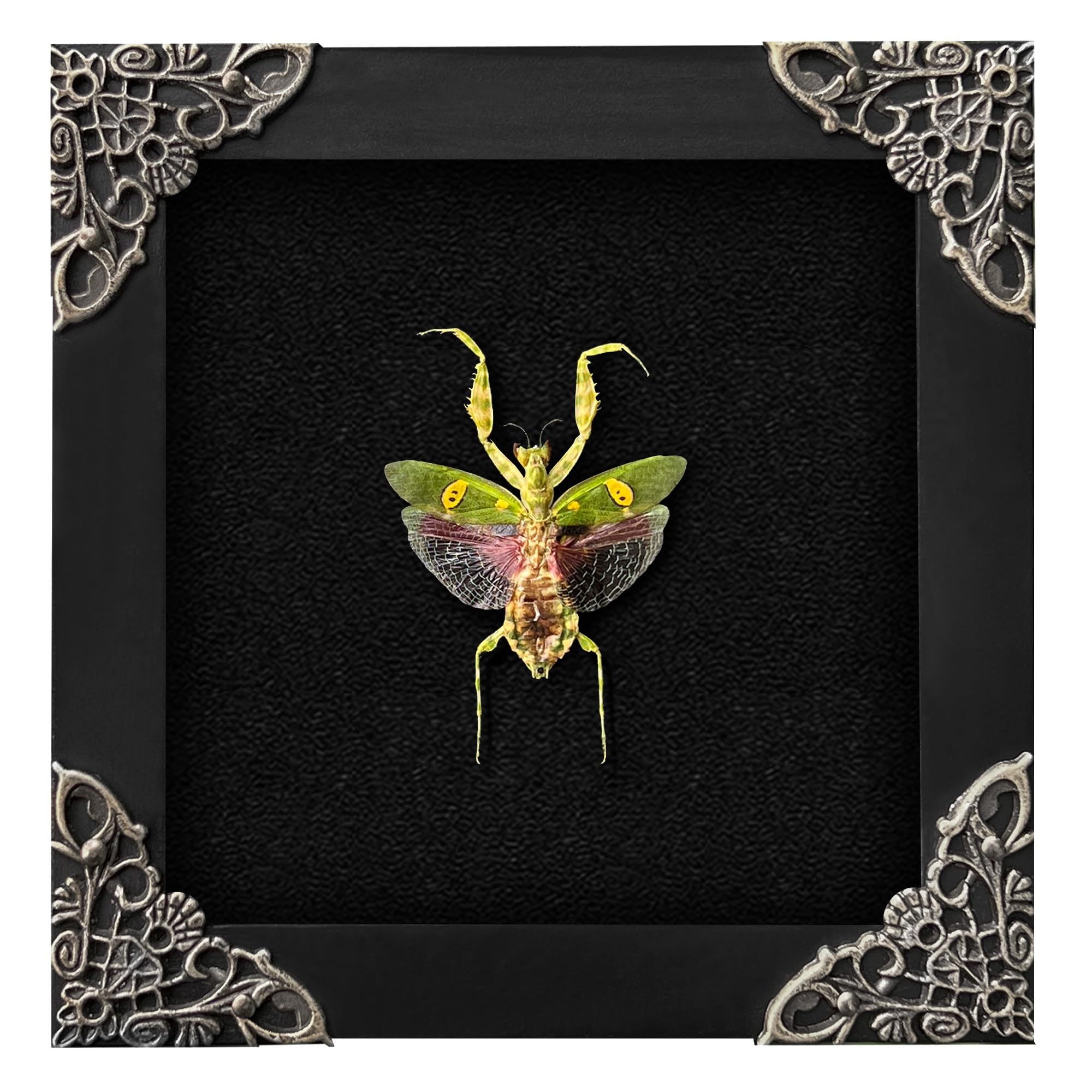 Real Framed Flower Mantis Dead Insect Dried Green Beetle Shadow Box Black Frame Taxidermy Bug Specimen Display Oddity Tabletop S
