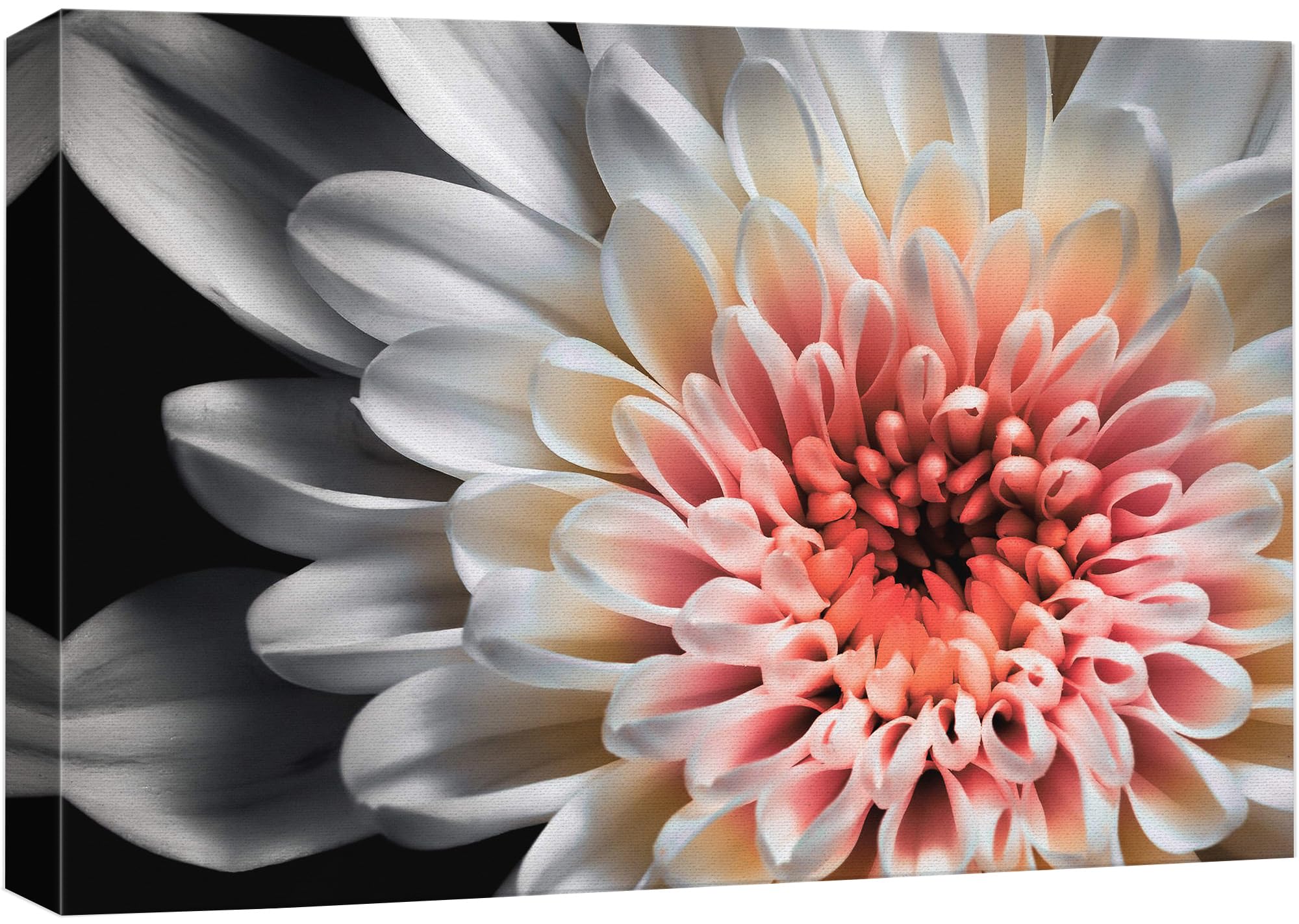 Wall26 Canvas Print Wall Art Blooming Flower Close Up Nature Wilderness Photography Realism Floral Botanical Southwest Rustic Co