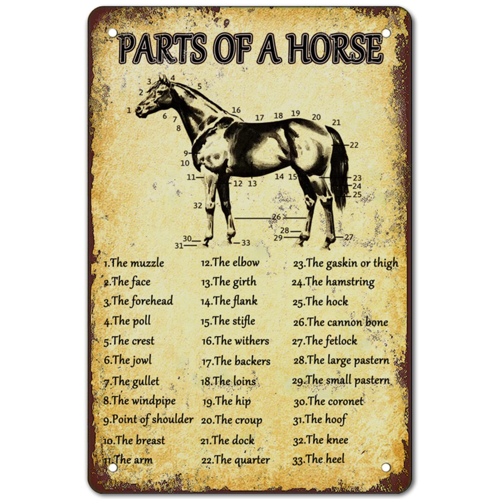 Jiuerocs Retro Horse Knowledge Metal Posters Parts Of Horse Signs Horses Anatomy Tin Sign Horse Poster Decorations For Kitchen F