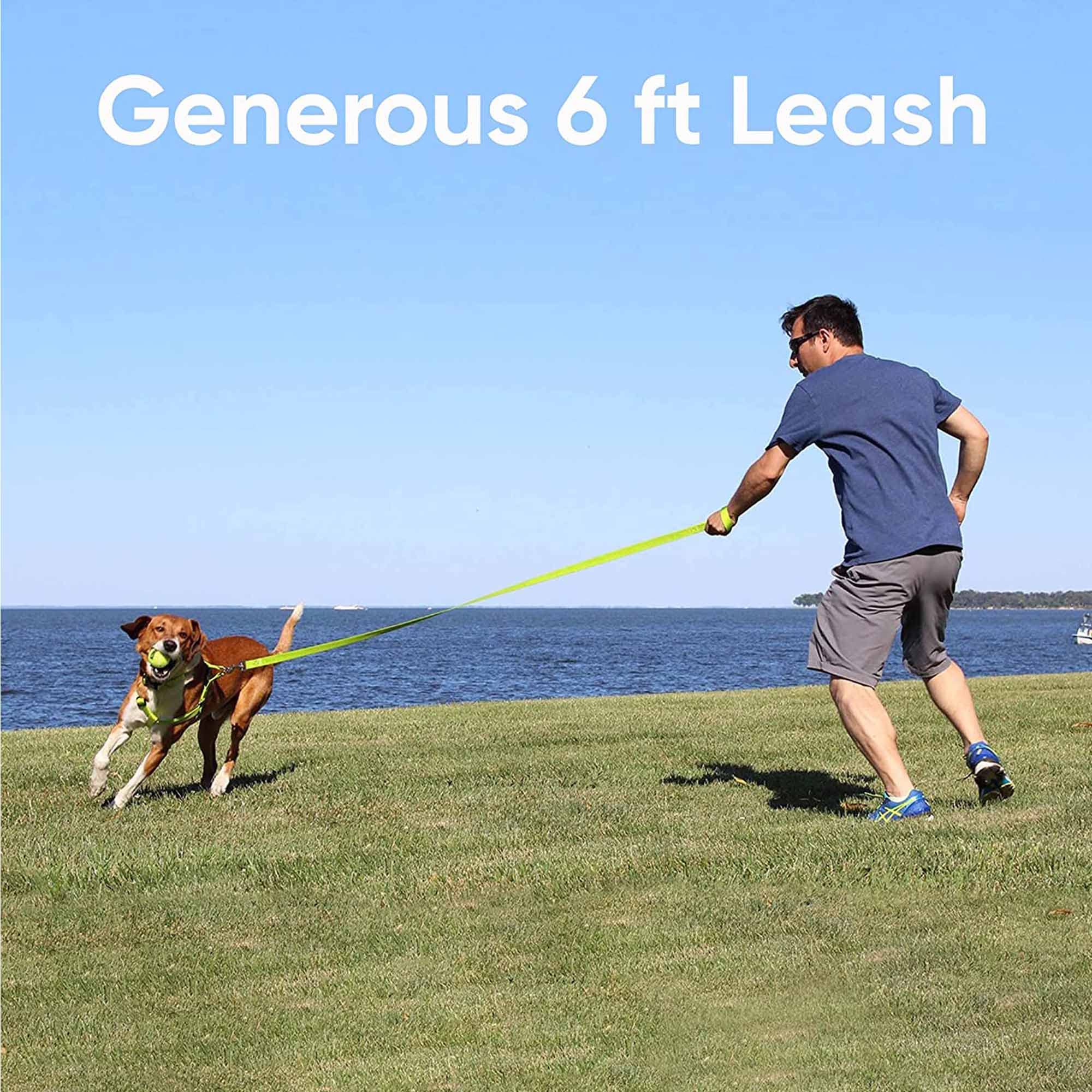 Pawtitas 6 Ft Solid Color Leash Puppy Leash Dog Leash Comfortable Handle Dog Training Leash 6 Ft Dog Leash Medium Dog Leash  Lar