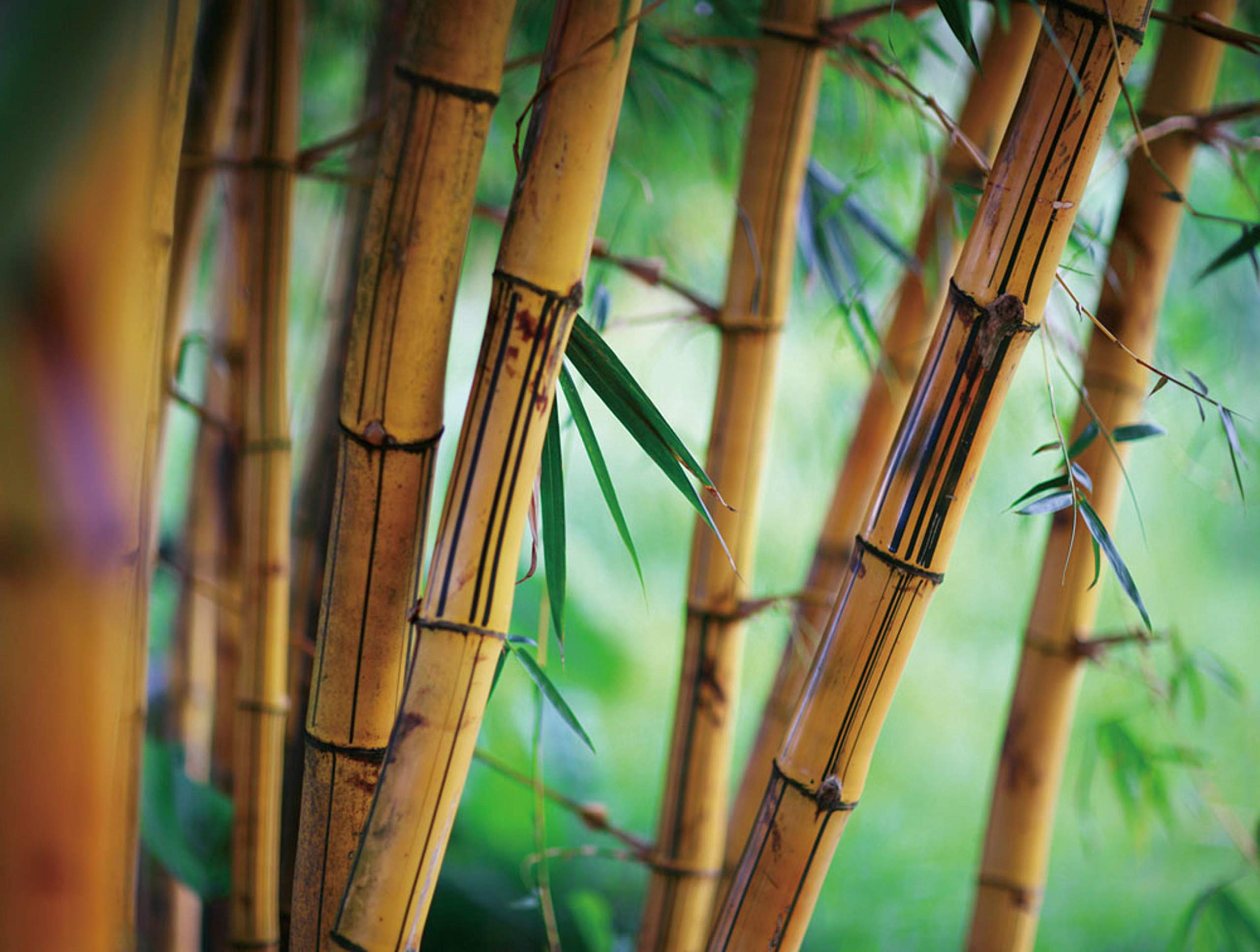 Cortesi Home Positive Energy Tempered Glass Wall Art, 12'' X 16''