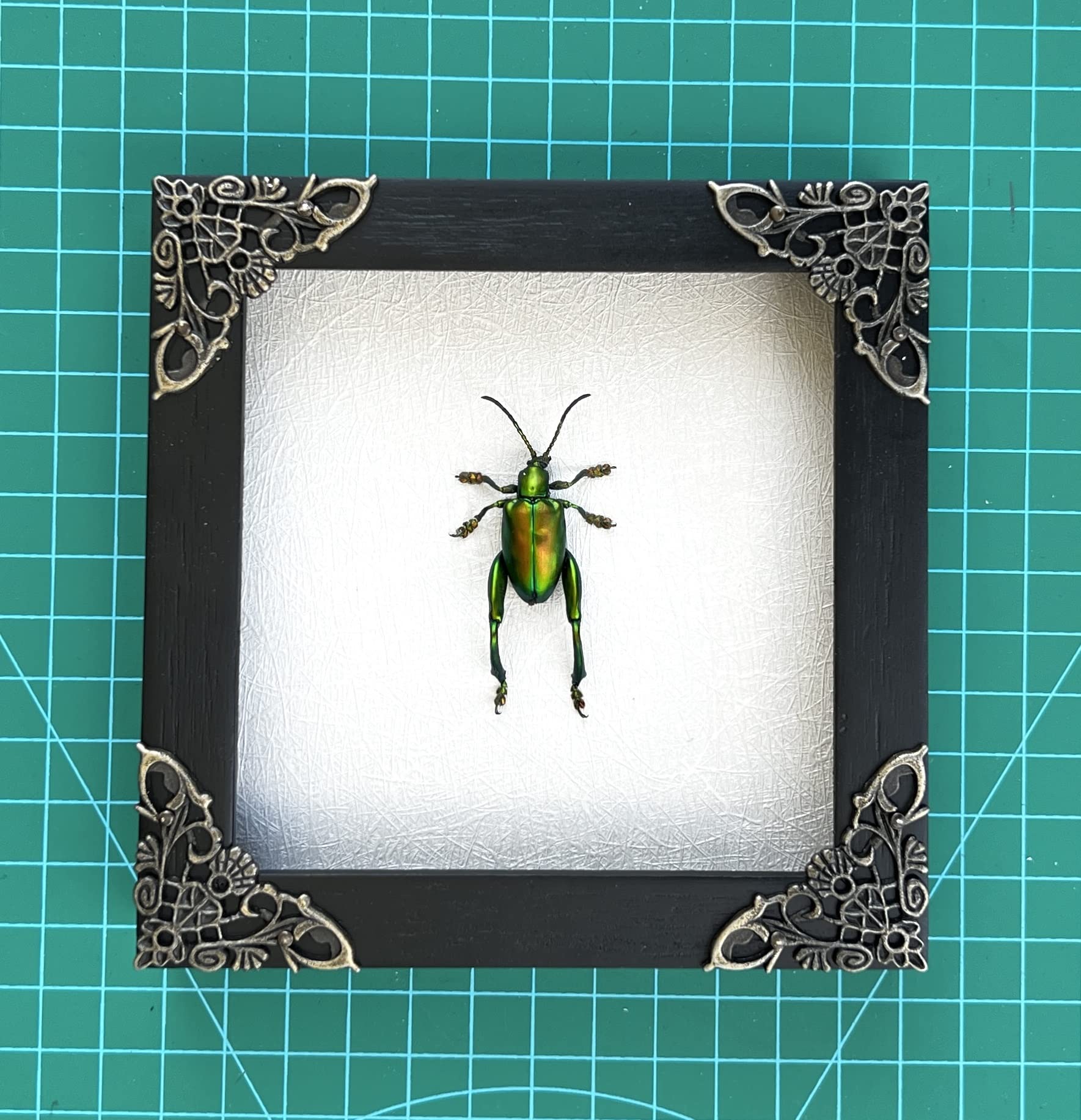Real Framed Green Beetle Dead Insect Dried Bug Black Frame Shadow Box Taxidermy Oddity Collectables Specimen Decoration Reading