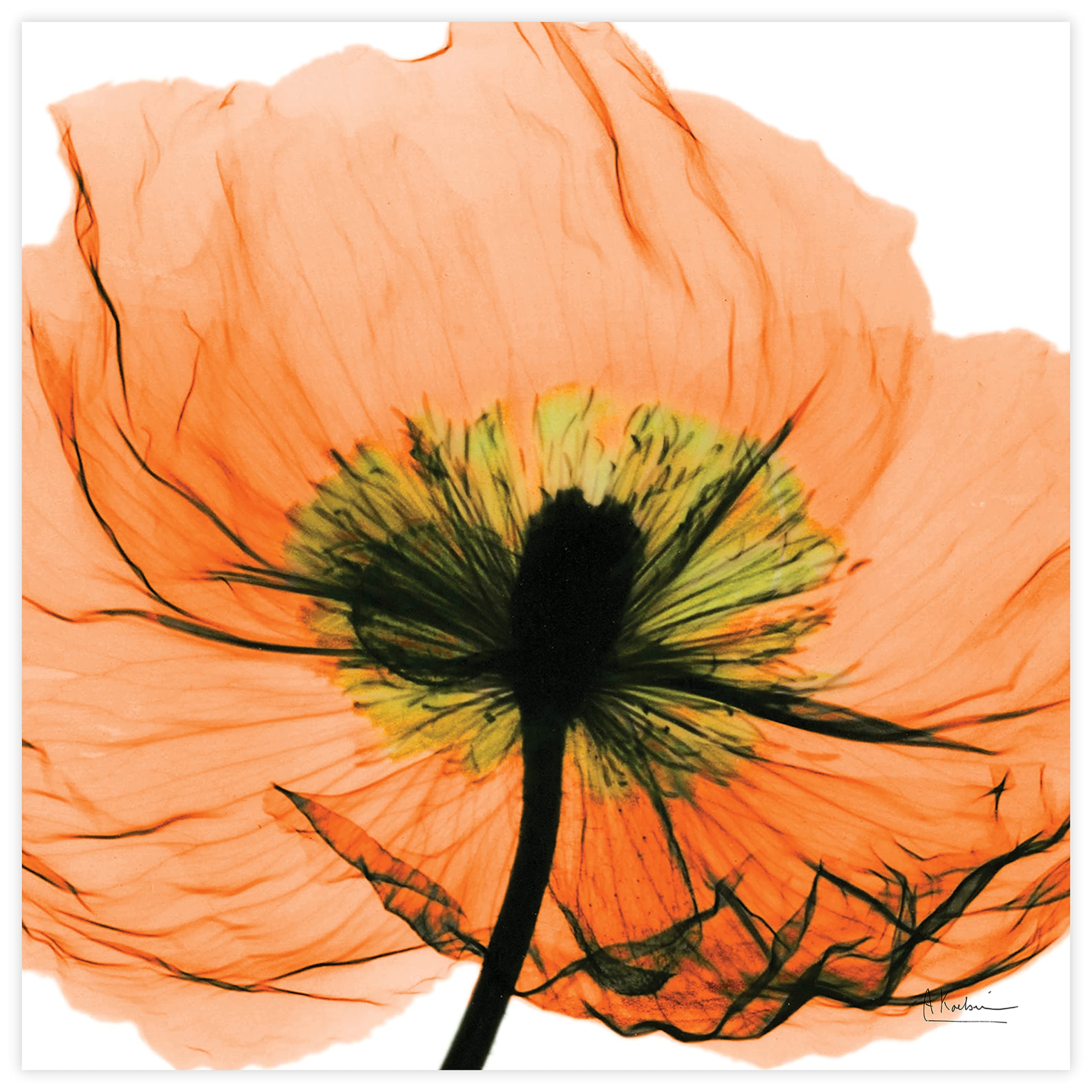 Empire Art Direct Frameless Free Floating Tempered Glass Panel Graphic Wall Art Ready To Hang, 24'' X 24'', Poppy Orange