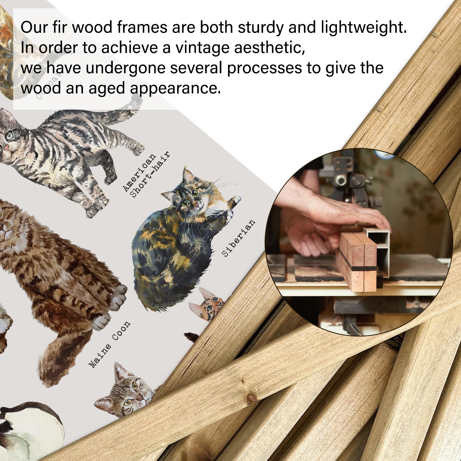 Xiaoaika Cat Breeds Educational Poster - Illustrated Guide To Popular Feline Varieties With Wooden Scroll Frame - Decorative Wal