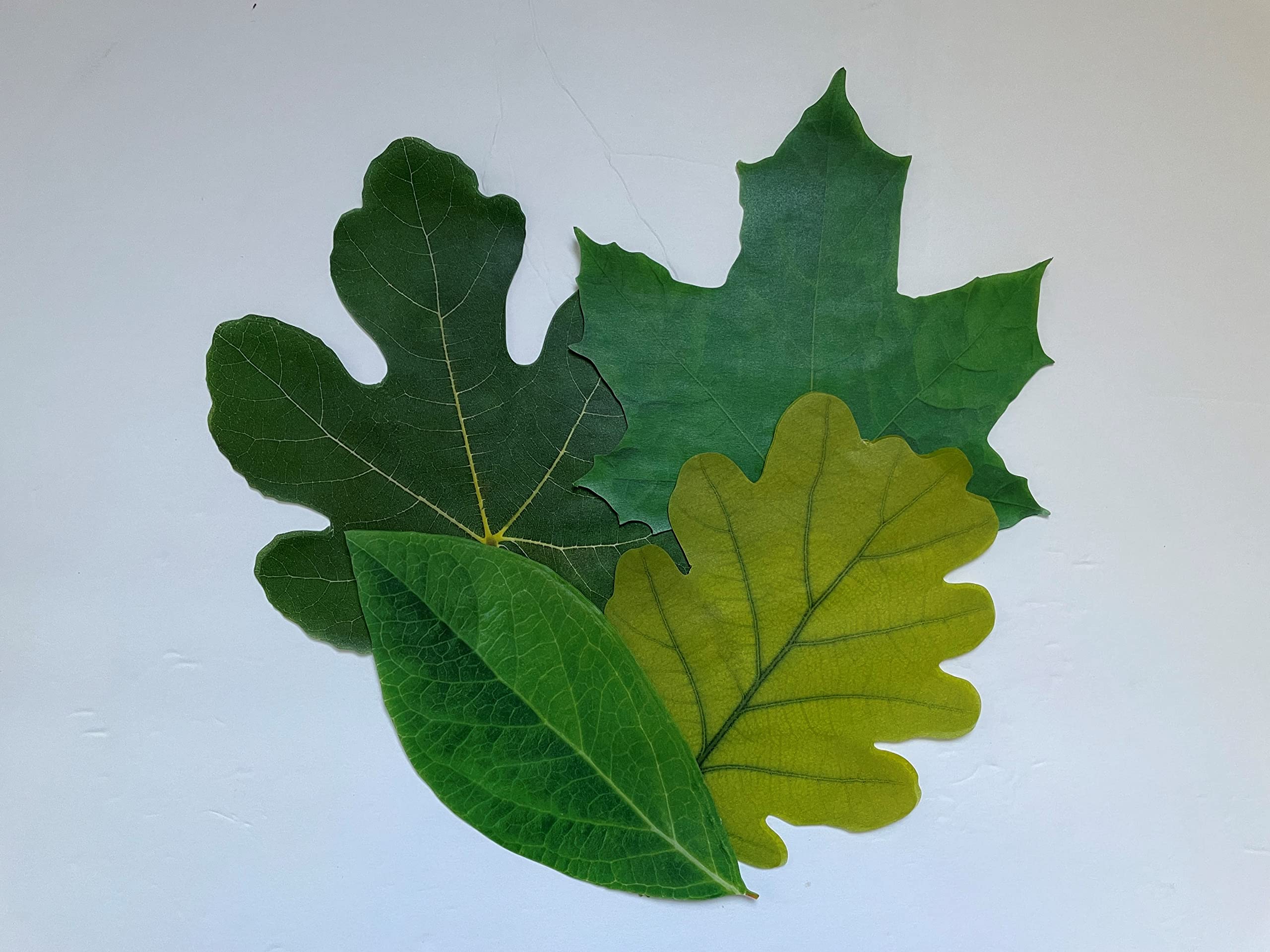 Parchment Paper Leaves For Cheese & Charcuterie Boards - Sisson Distribution Leaves (Pack Of 20) (Spring Leaves)