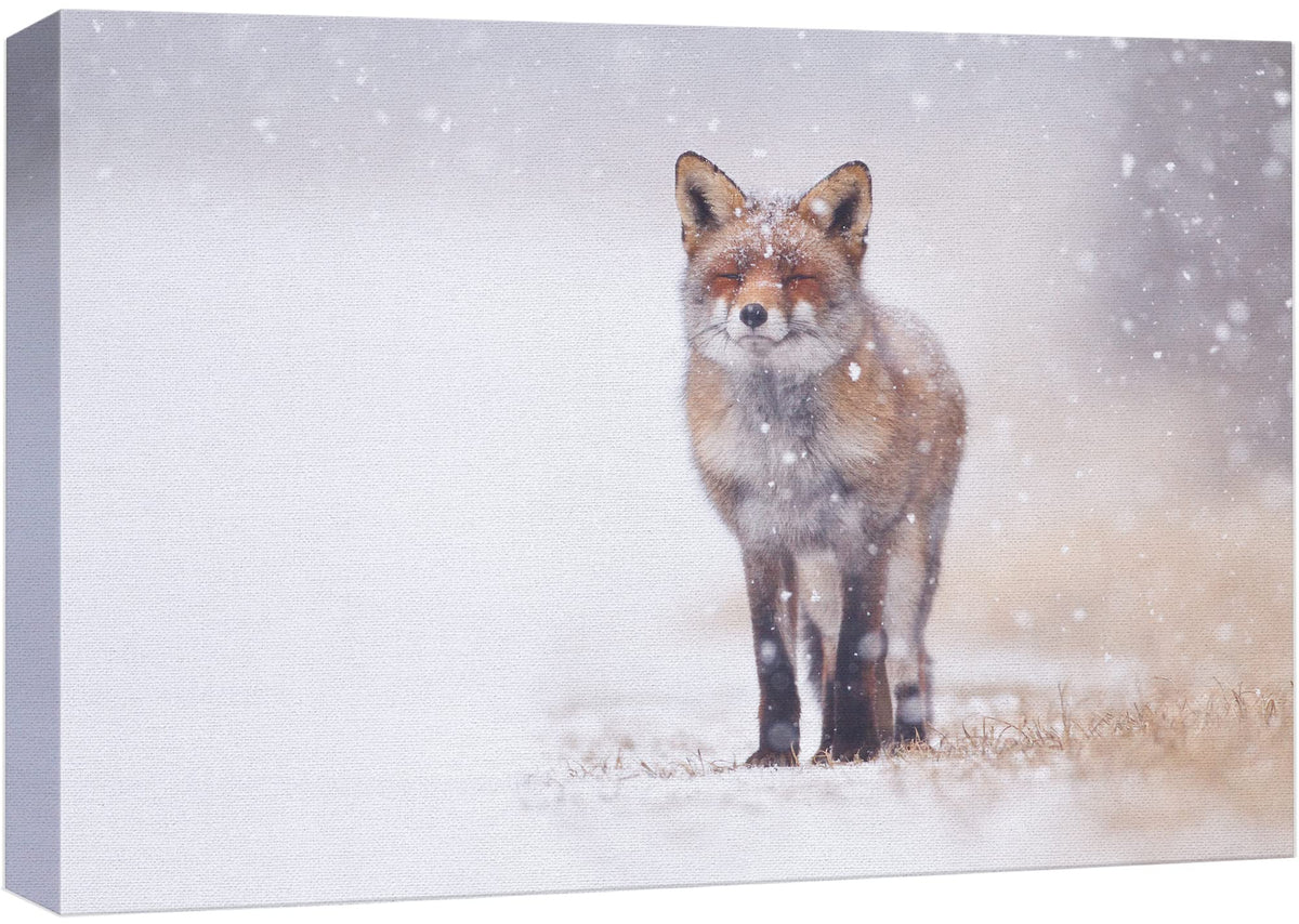 Canvas Prints Wall Art - Red Fox In The Snow | Modern Wall Decor/Home Decoration Stretched Gallery Canvas Wrap Giclee Print & Re