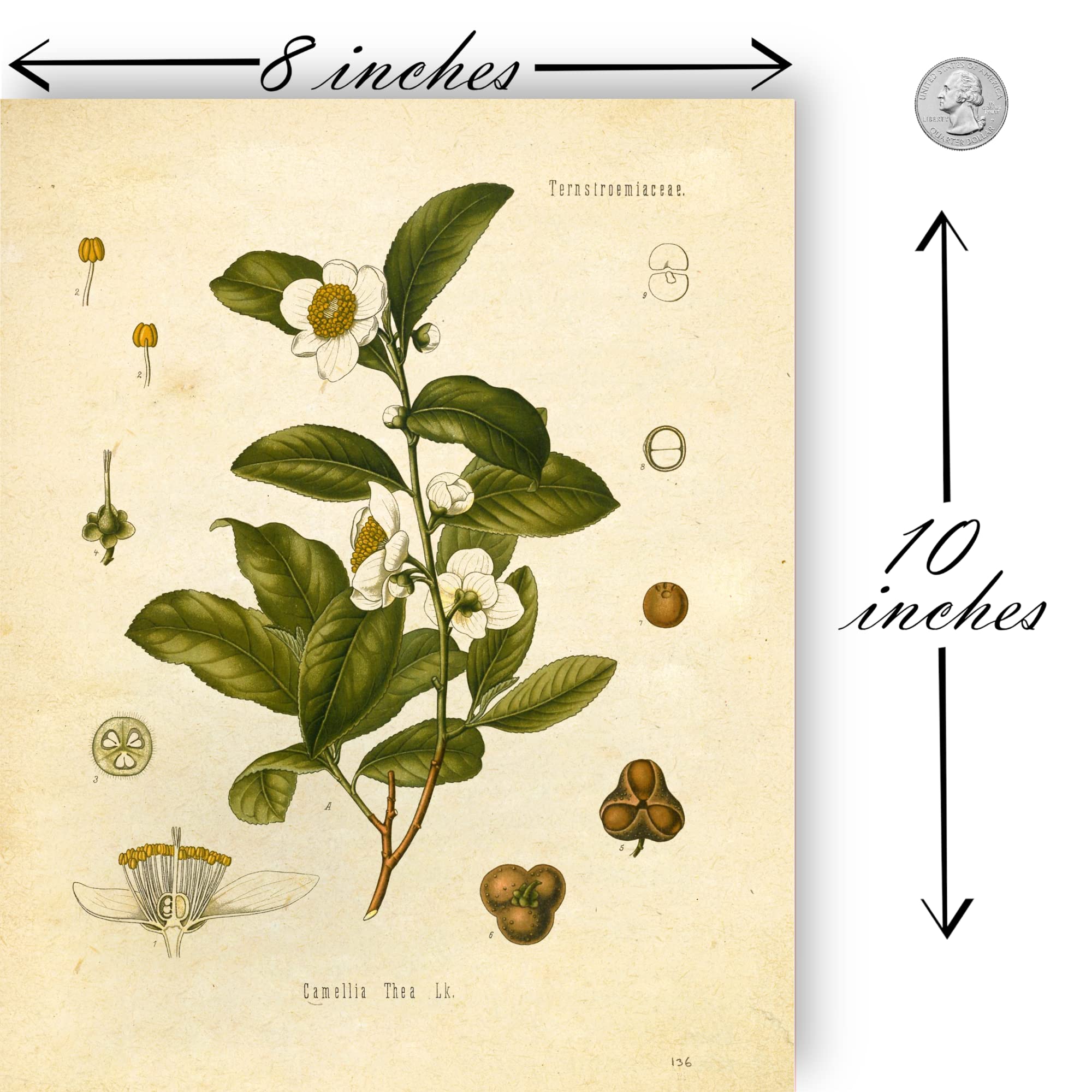Ink Inc. Vintage Botanical Prints  Tea Wall Art Tea  Mate  Chamomile  Mint  Set of 4 8x10 Unframed
