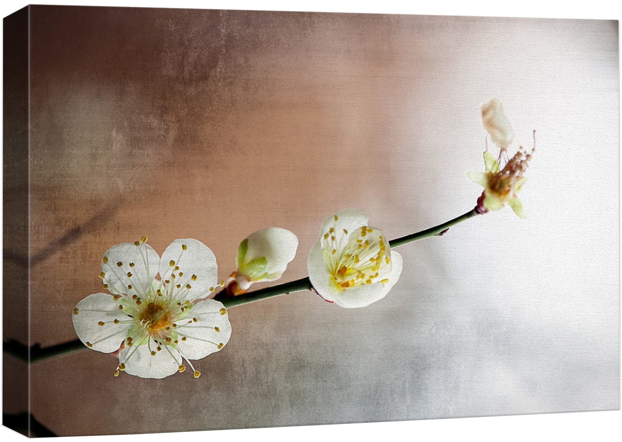 Wall26 Canvas Print Wall Art White Cherry Blossom Closeups Floral Nature Photography Realism Bohemian Scenic Relax/Calm Cool For