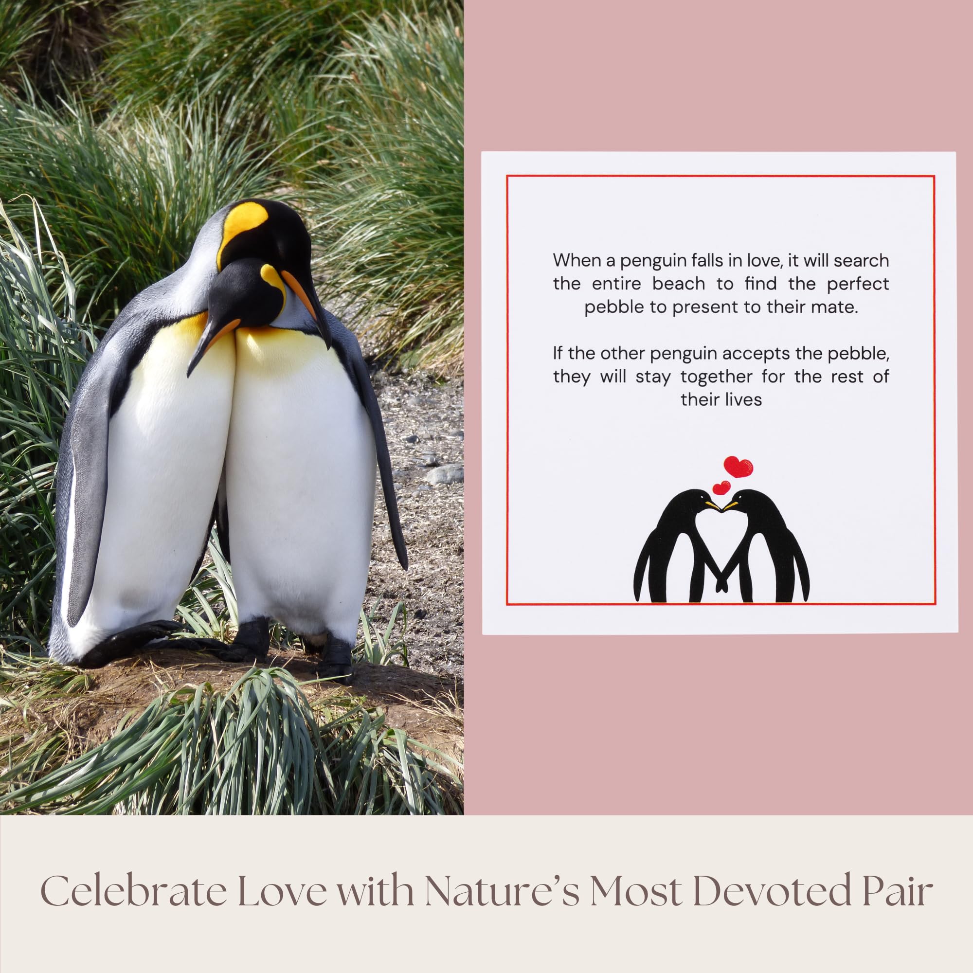 1 Year Anniversary for Boyfriend or Girlfriend - Penguin Pebble Gift- First Wedding Anniversary for Husband or Wife - One Year T