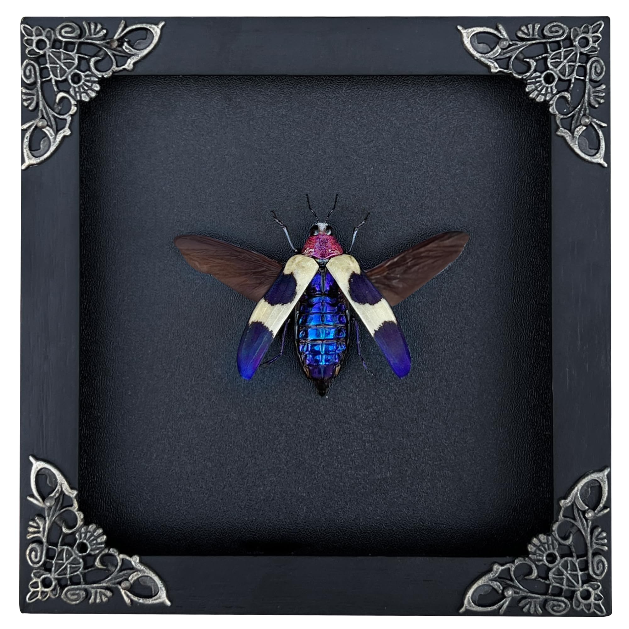 Real Blue Jewel Beetle Taxidermy Insect White Frame Dried Bug Shadow Box Specimen Room Display Wall Hanging Tabletop Bookshelf H