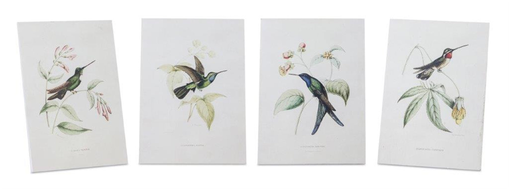 Hummingbird Print (Set Of 4)