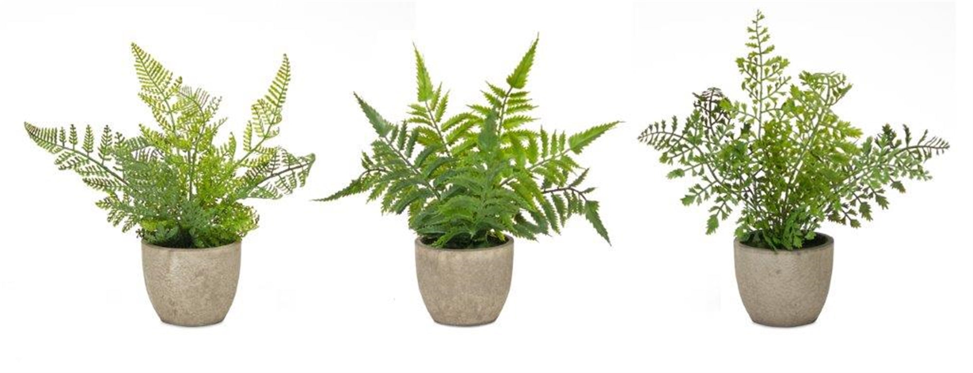 Potted Fern Plant (Set of 3)