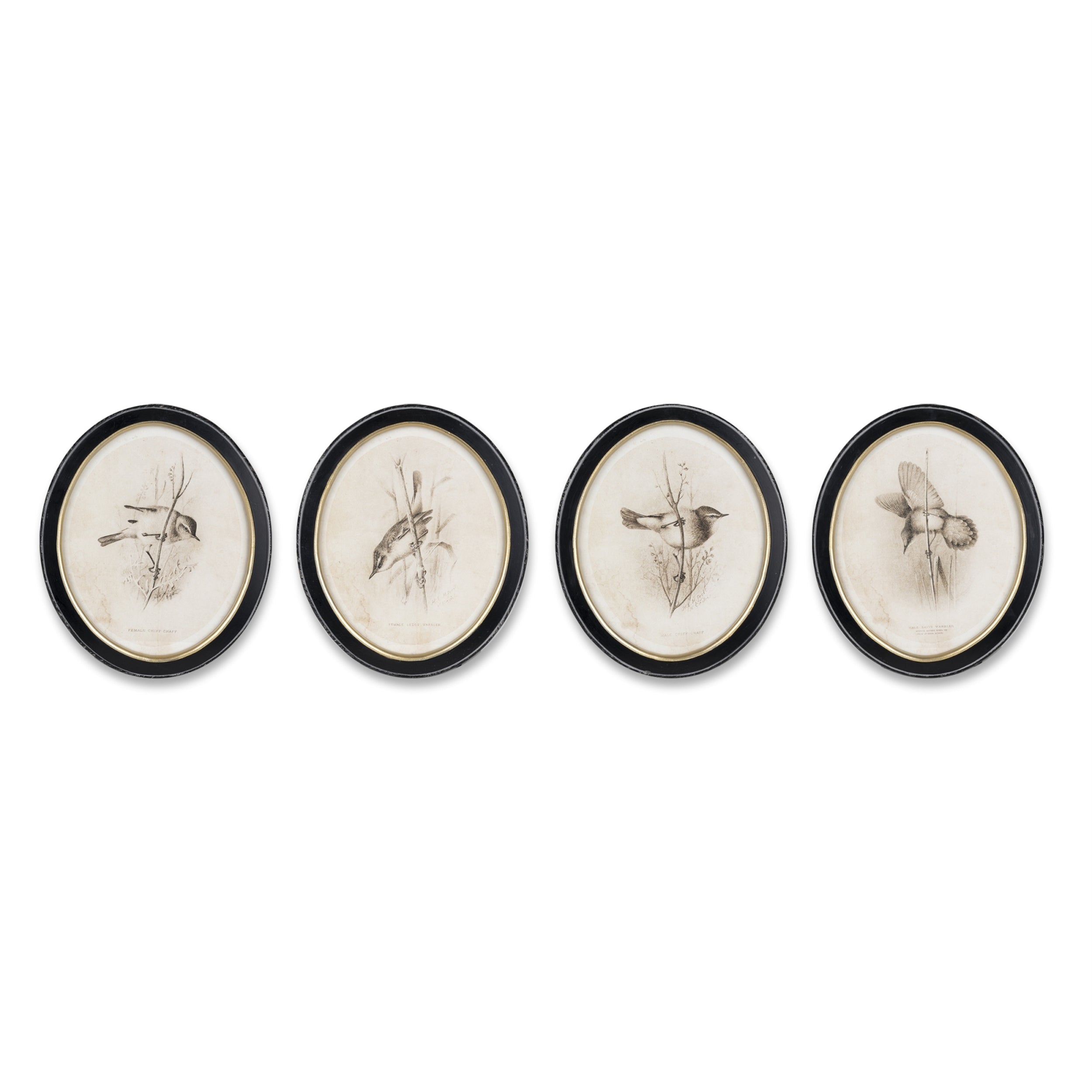 Bird Print (Set of 4) 11.75 x 13.75H Wood/Glass