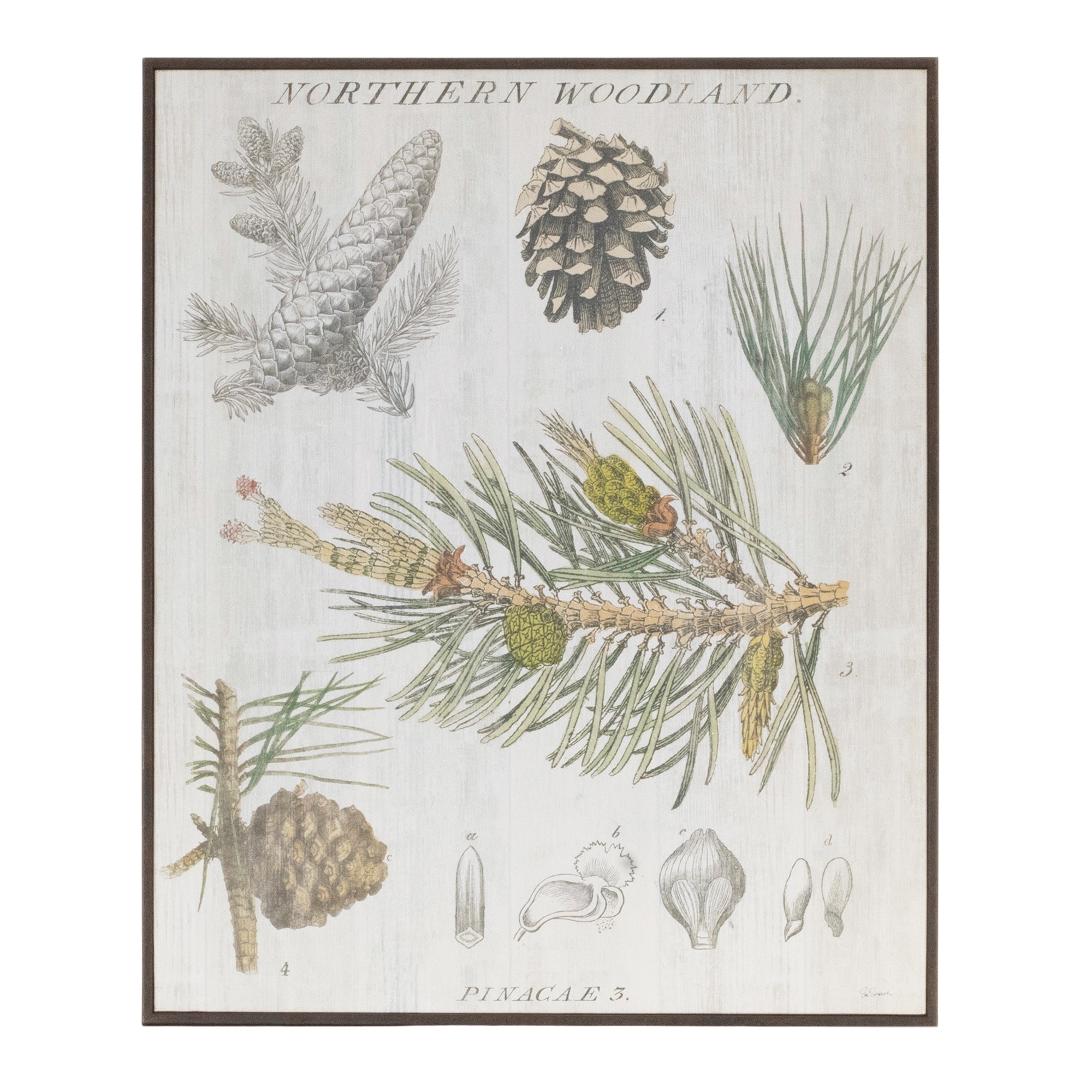 Framed Pine Print 13L x 15.5H Plastic/Paper