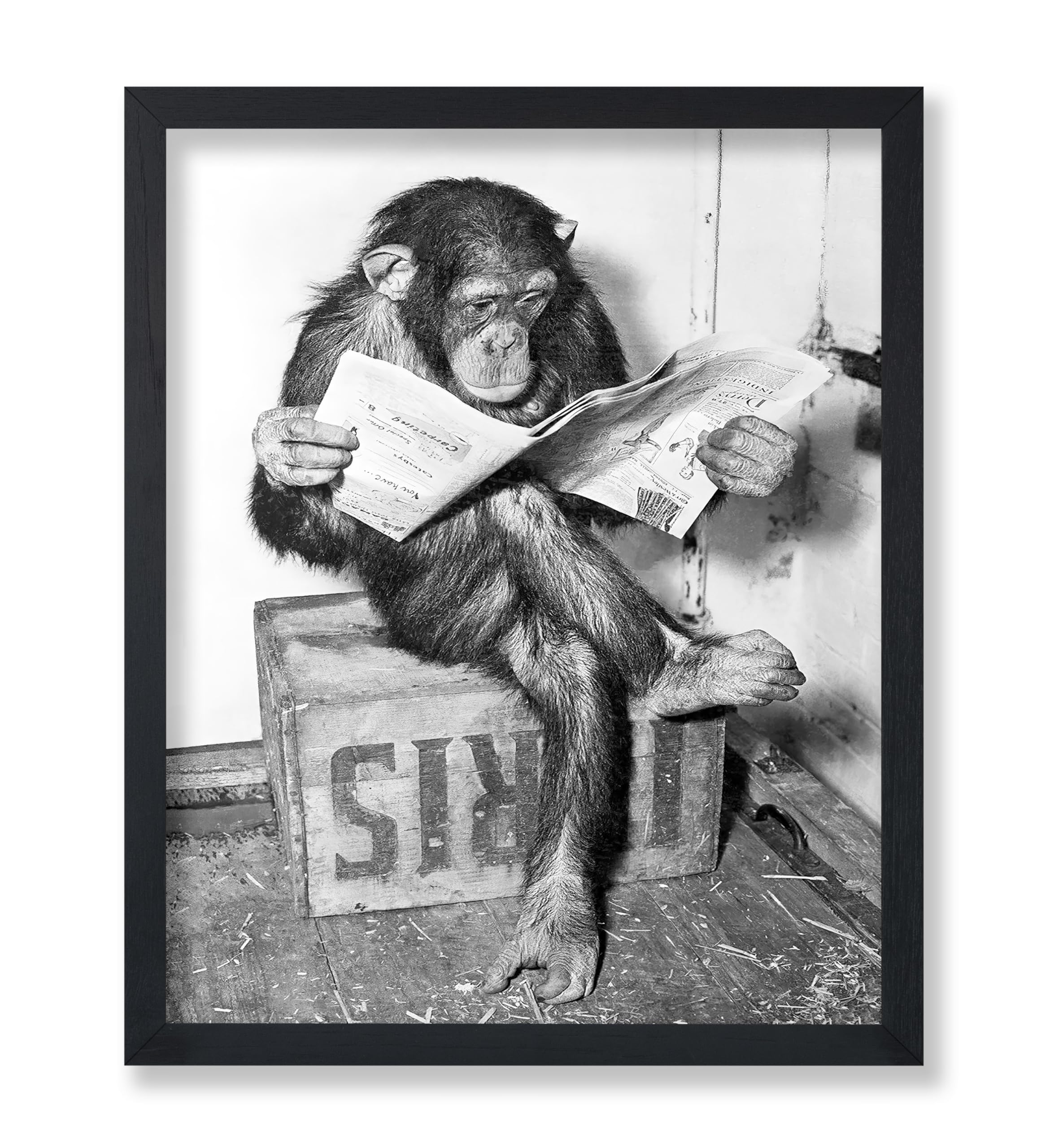 Poster Master Chimpanzee Poster - Monkey Reading Newspaper Print - Monkey Wall Art - Gift for Men, Women & Animal Lover - Funny 