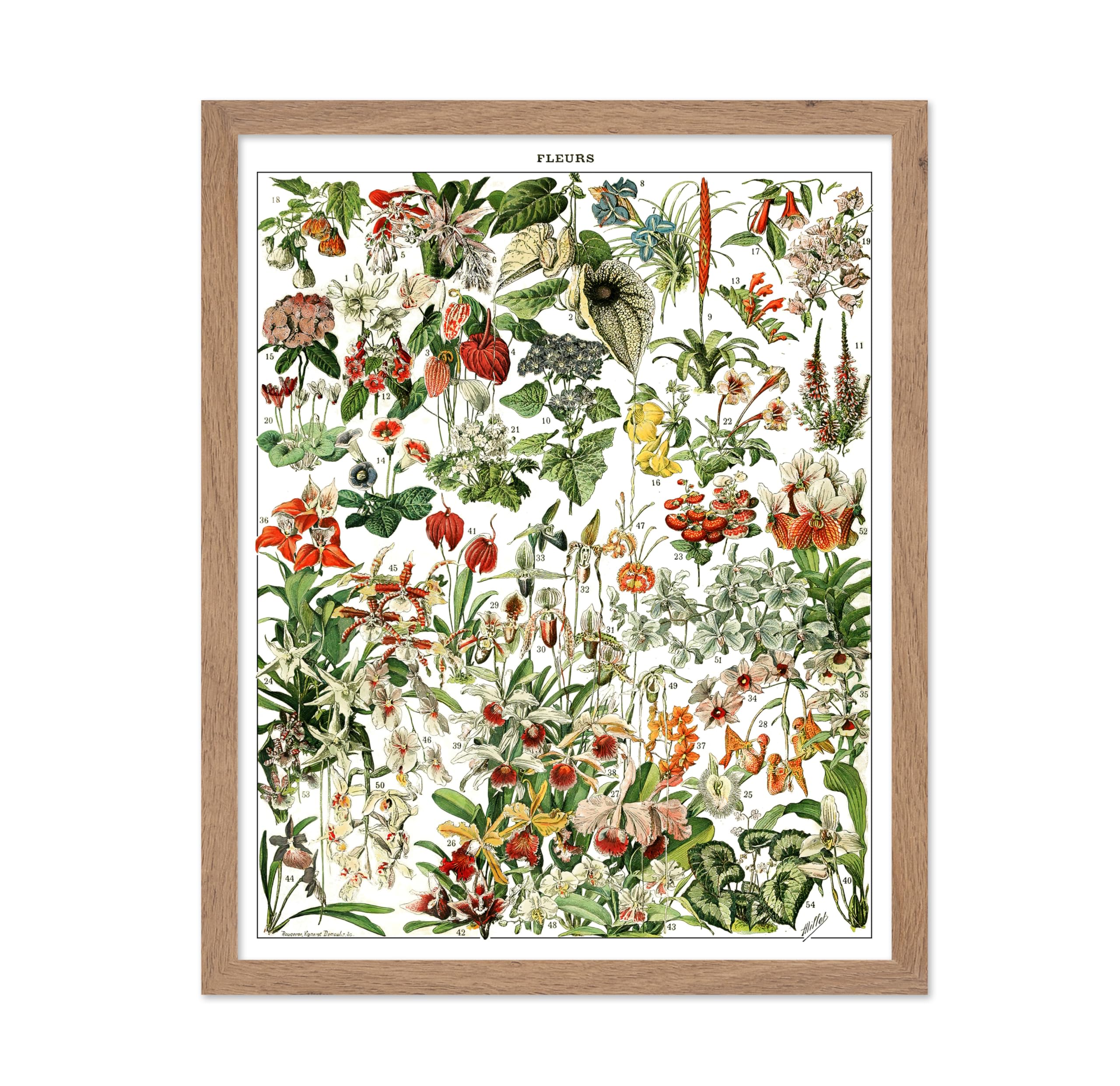 Poster Master Vintage Poster - Retro Botanical Print - Gift for Gardener, Friend - French Fleurs, Flower, Floral, Garden - Wall 