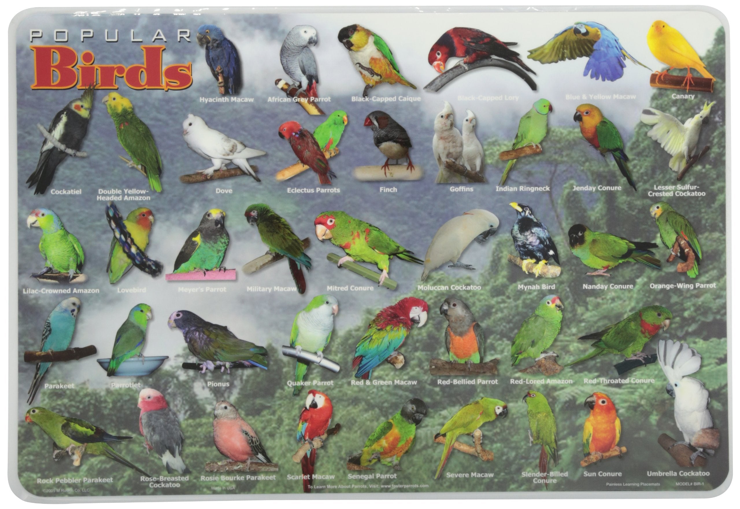 Painless Learning Popular Birds Placemat, Large