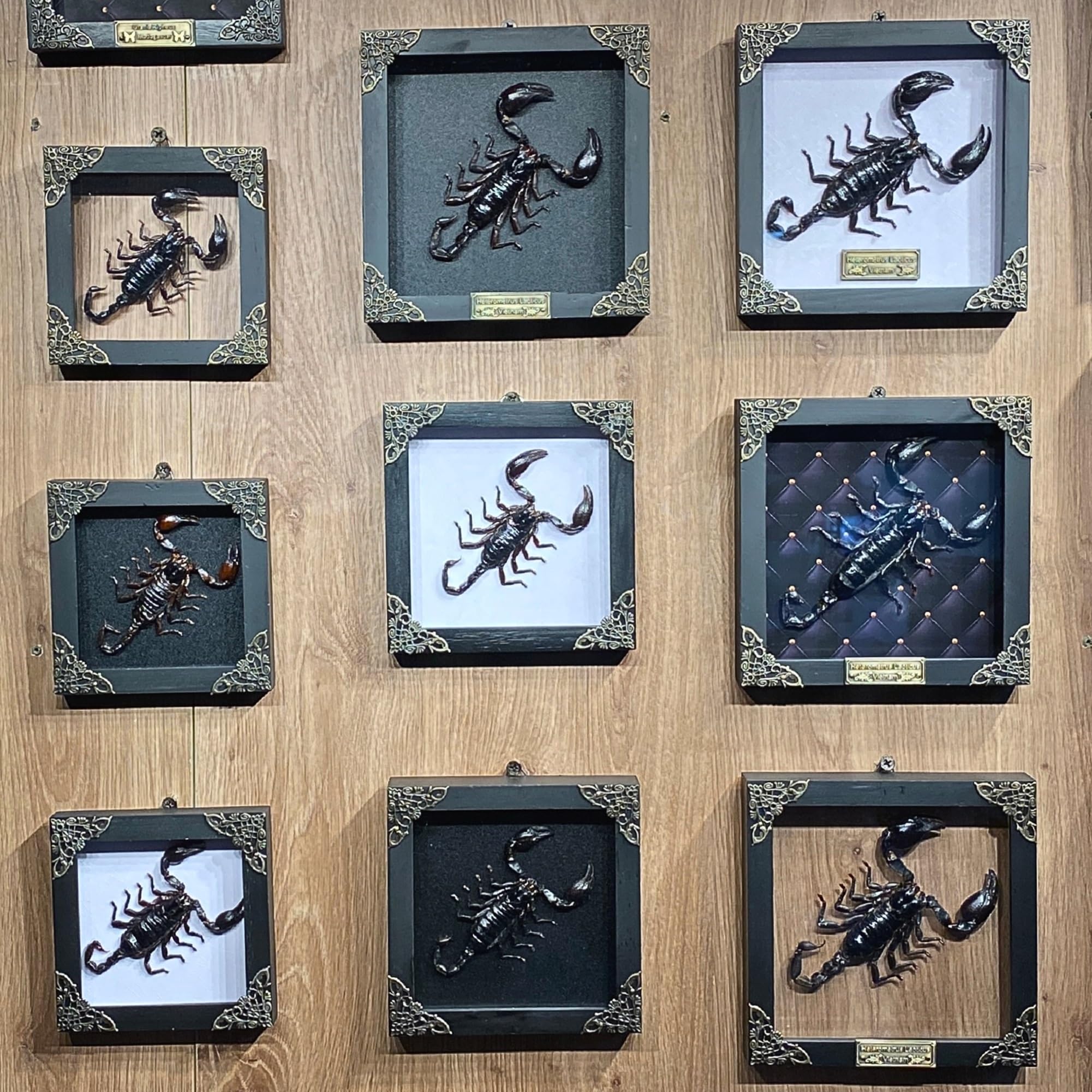 Real Giant Scorpion Framed Dried Beetle Shadow Box Entomology Wooden Insect Handmade Taxidermy Wall Art Decor Decoration Tableto