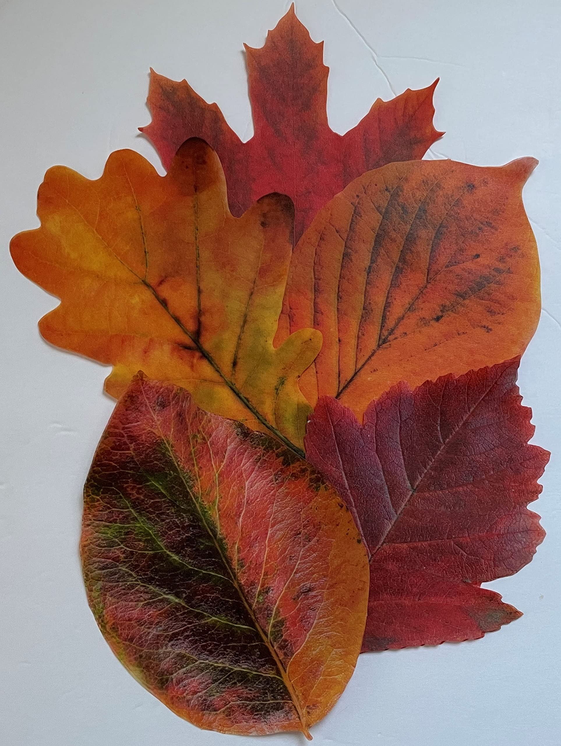 Parchment Paper Leaves For Cheese & Charcuterie Boards - Sisson Distribution Leaves (Pack Of 20) (Autumn Leaves)