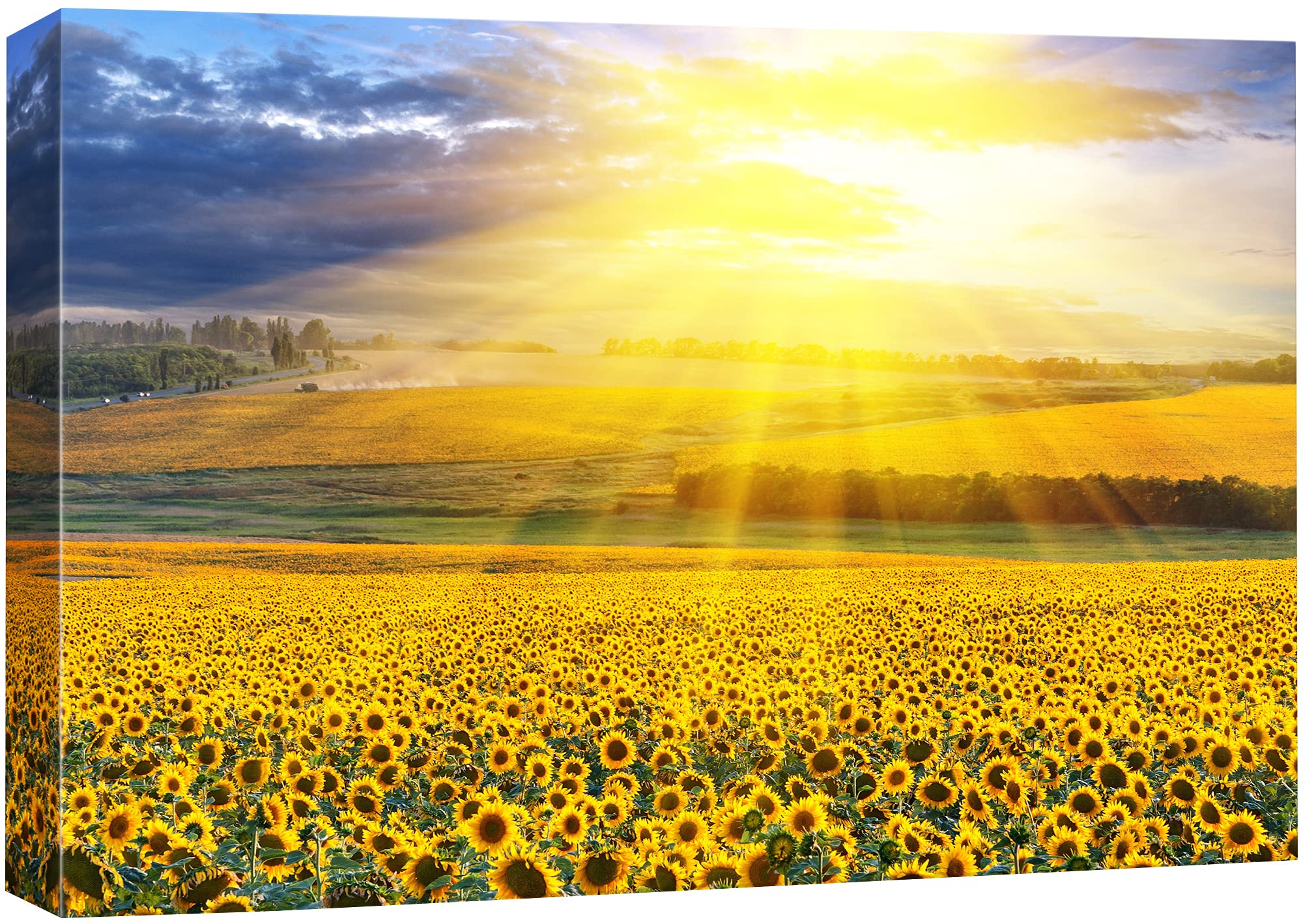 Signford Canvas Print Wall Art Sunlight Shines On Sunflower Field Floral Plants Photography Realism Contemporary Scenic Colorful
