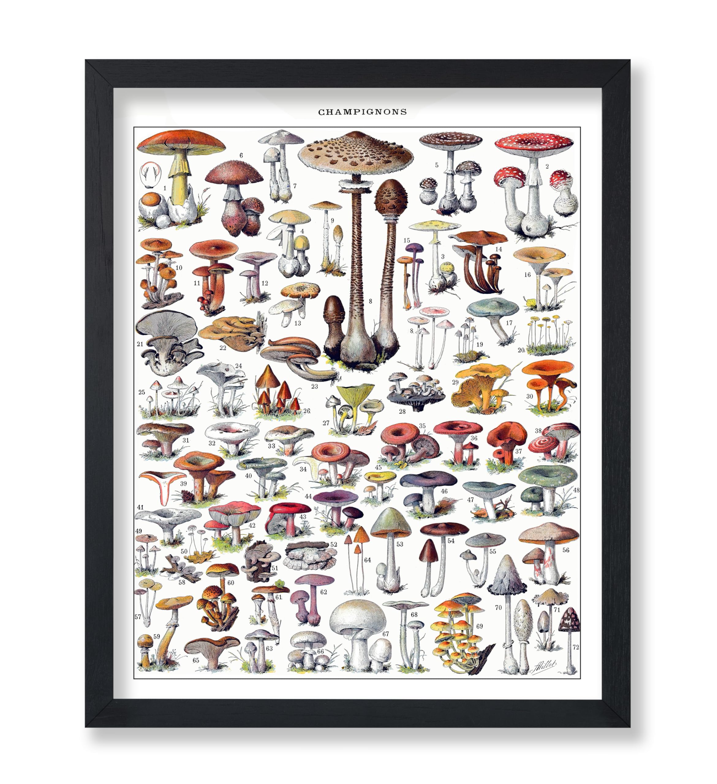 Poster Master Vintage Adolphe Millot Poster - Retro Drawing Print - Gift for Artist, Gardener - Botanical Fungus, Mushroom Plant