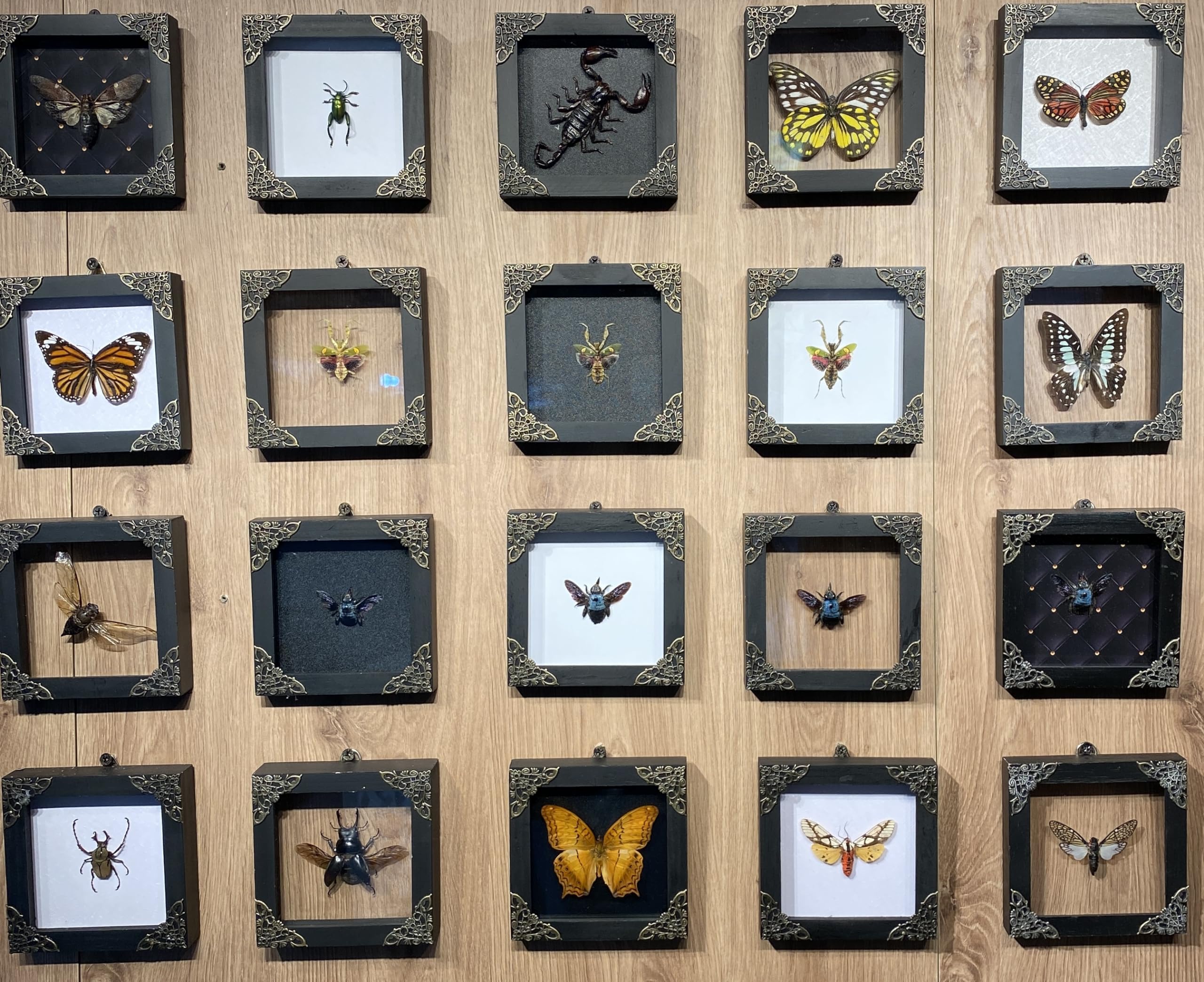 Real Framed Flower Mantis Dead Insect Dried Green Beetle Shadow Box Black Frame Taxidermy Bug Specimen Display Oddity Tabletop S