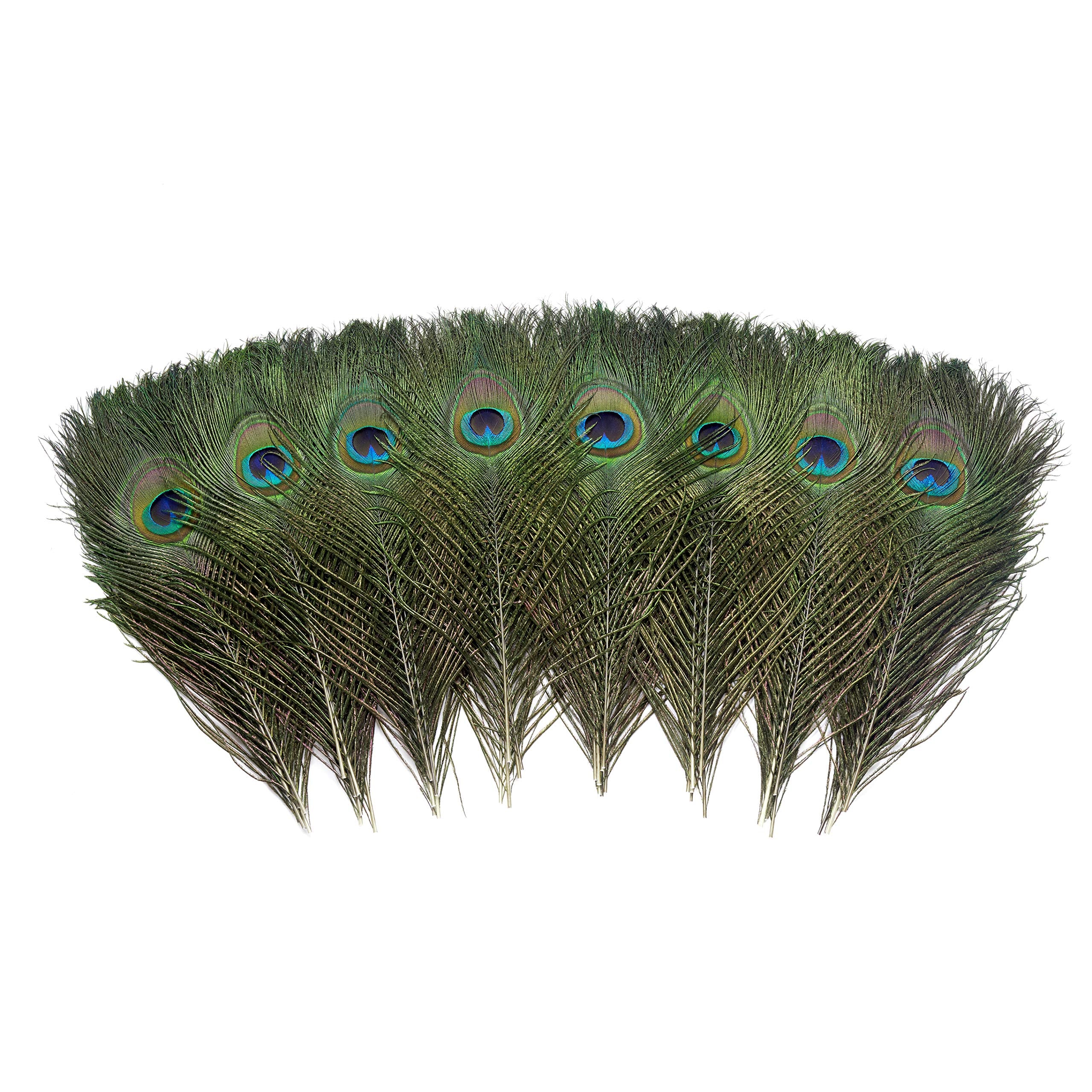 36 Pcs Real Natural Peacock Eye Feathers 10-12 Inch For Diy Craft, Wedding And Holiday Decorations