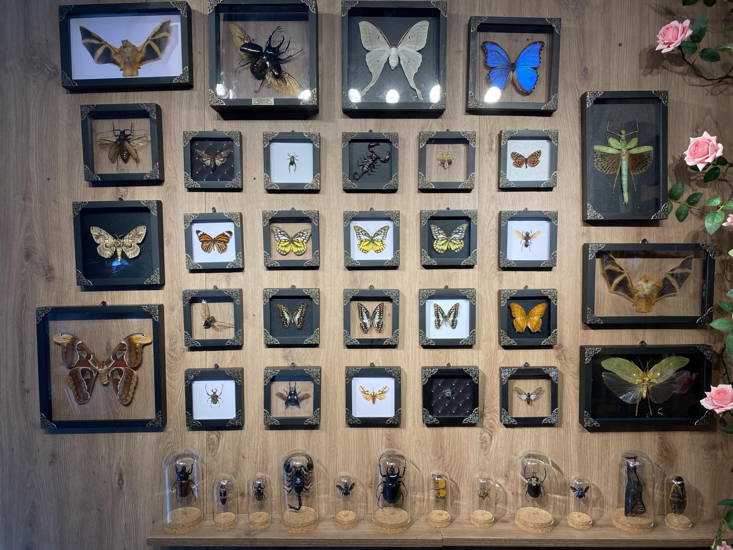 Real Framed Wasp Murder Hornet Beetle Dead Insect Dried Bug Black Frame Shadow Box Taxidermy Oddity Collectables Specimen Decora