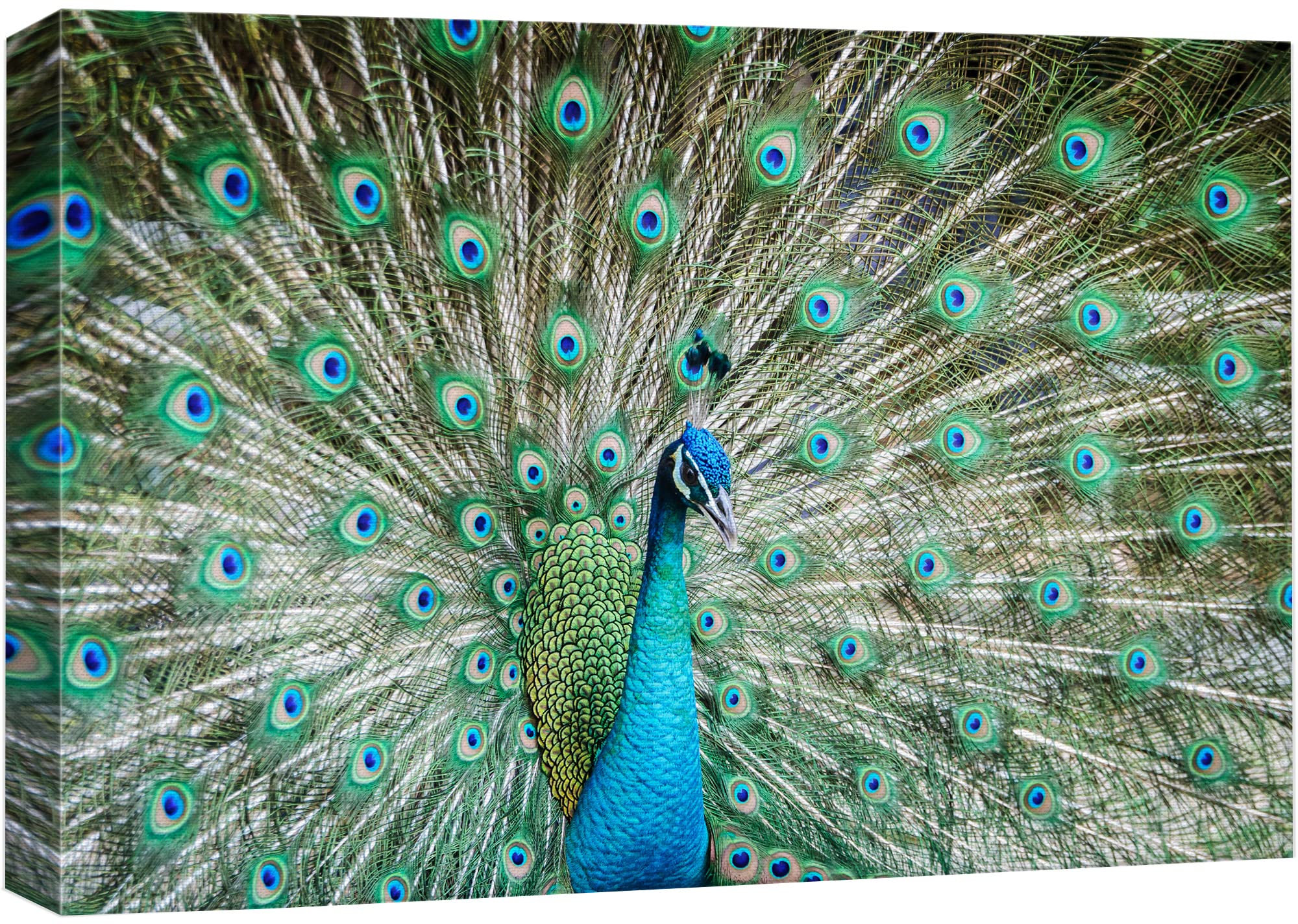 Wall26 - Peacock Showing Its Feathers - Canvas Art Wall Art - 24'' X 36''