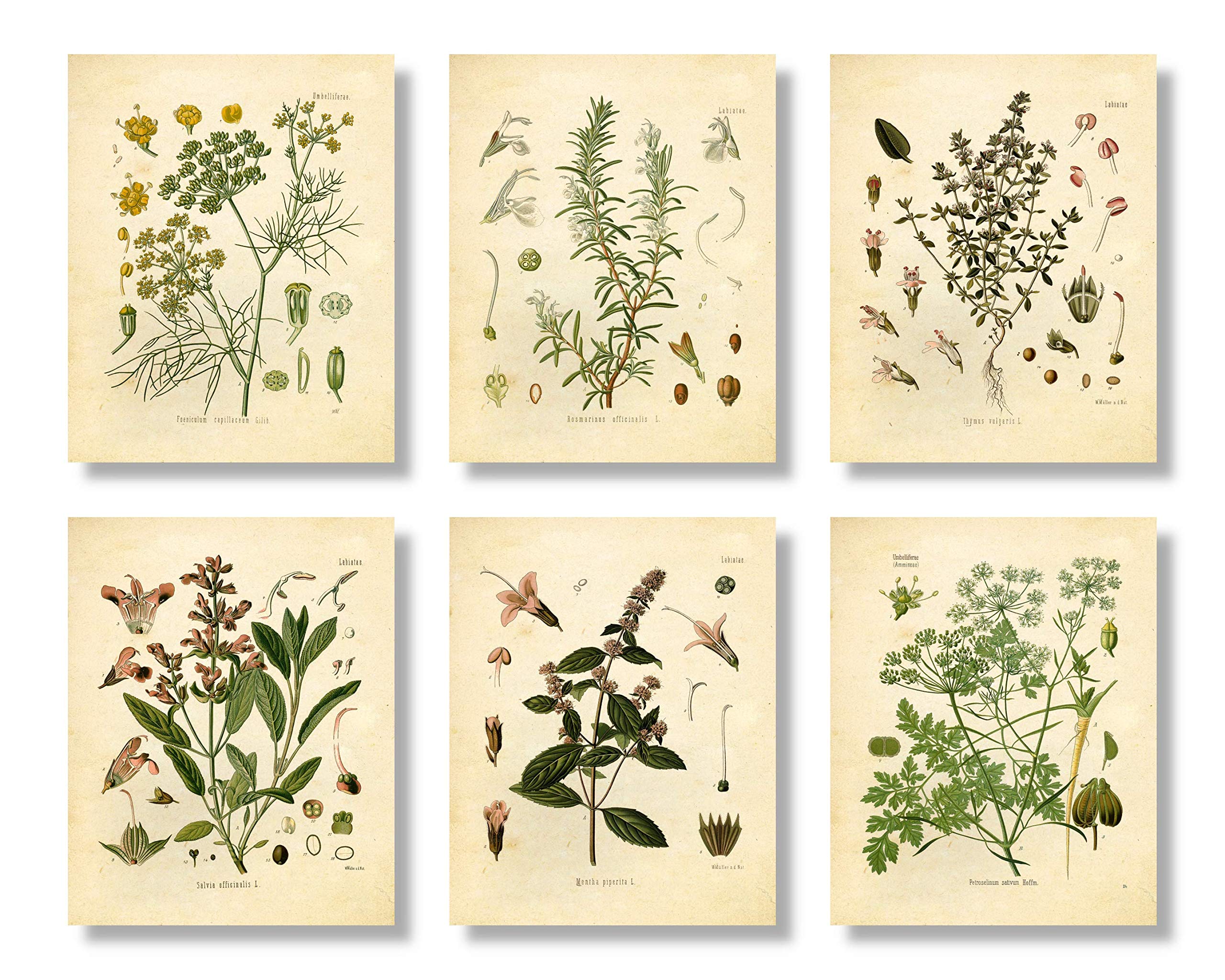 Ink Inc. Vintage Botanical Prints | Kitchen Herb Wall Art Thyme, Mint, Rosemary, Parsley, Sage, Fennel | Set Of 6 8''X10'' Unfra