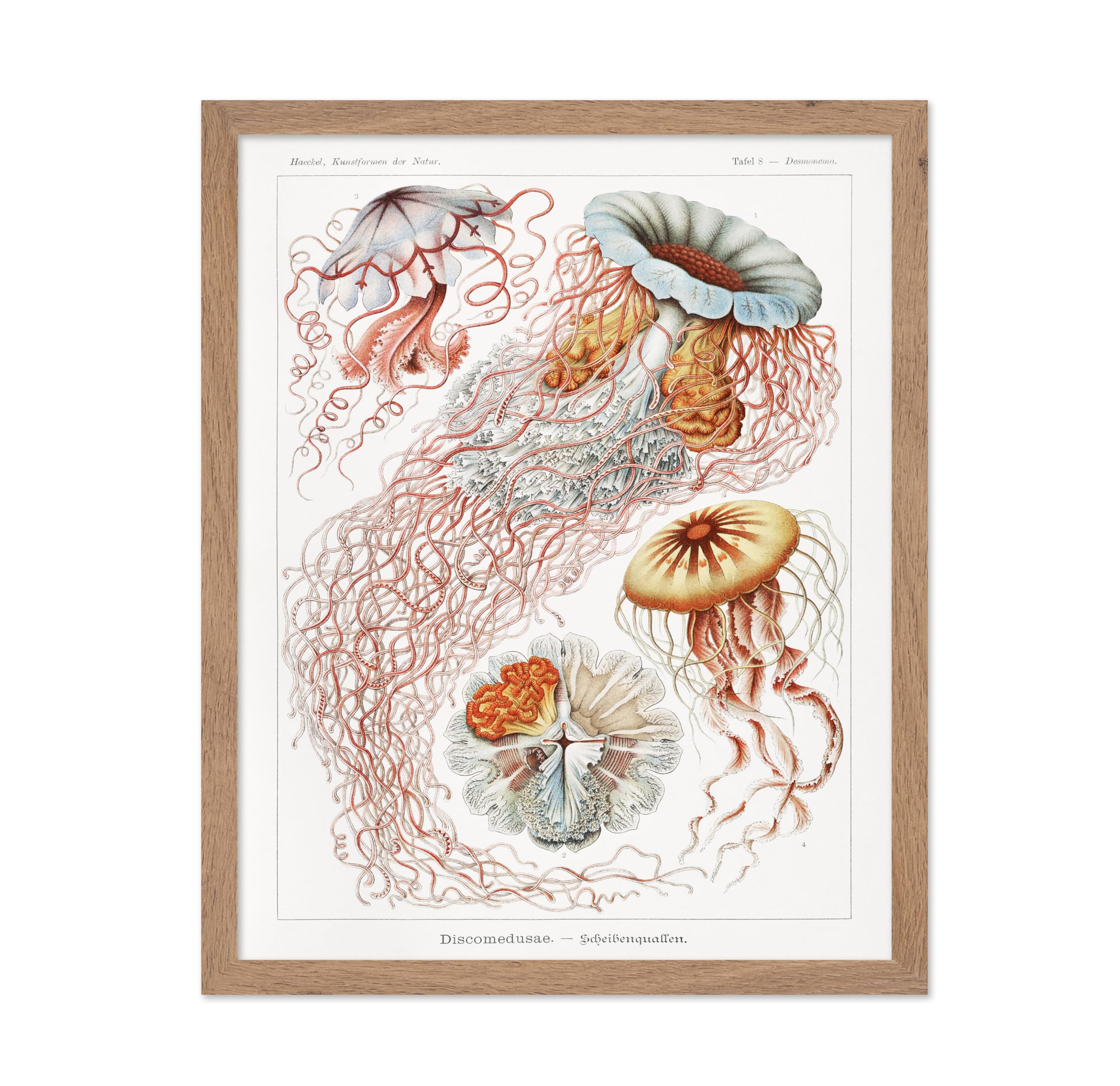 Poster Master Ernst Haeckel Poster - Haeckel Discomedusae Print - Jellyfish Art - Aquatic Art - Marine Life Art - Gift for Men &