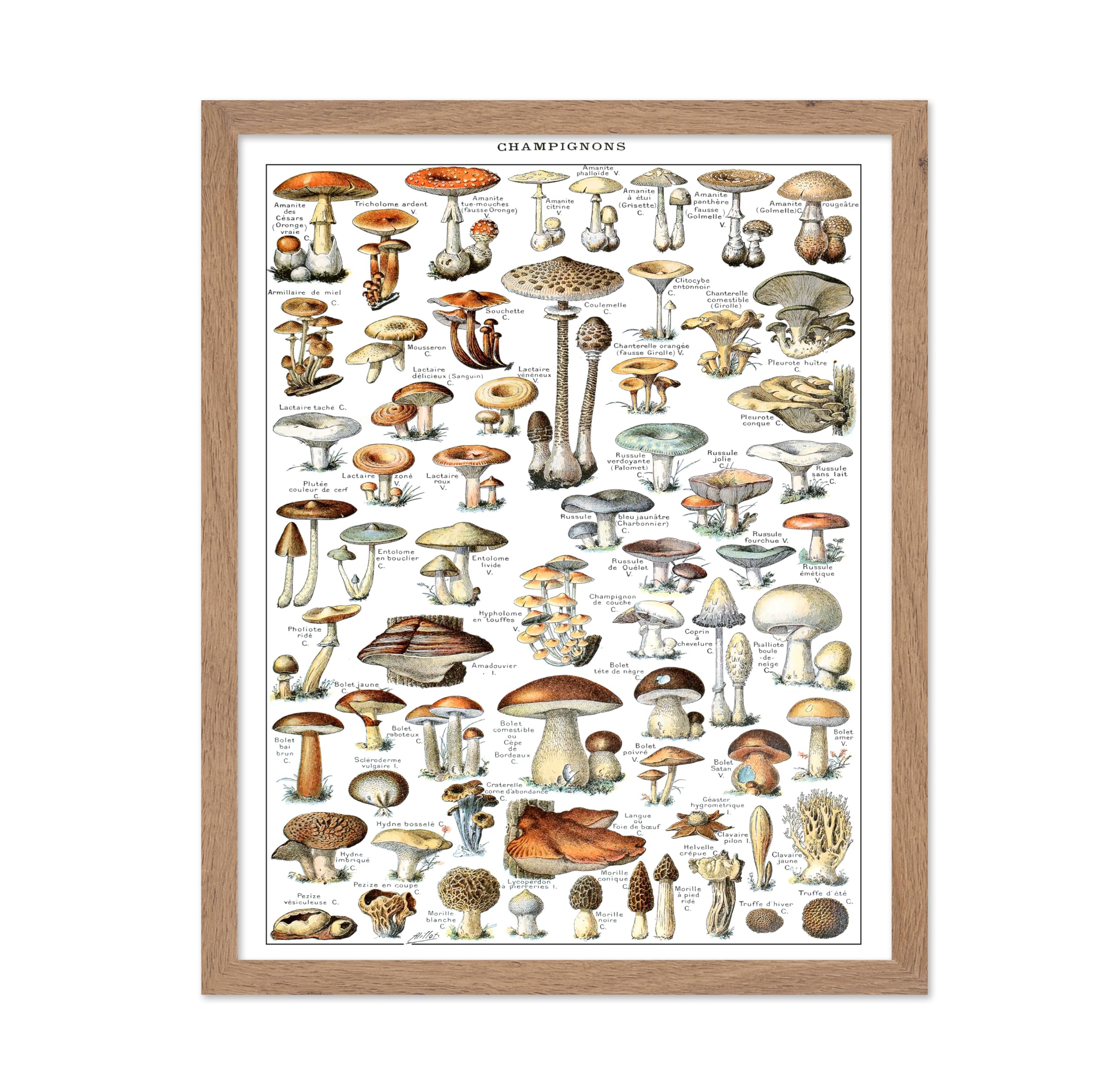 Poster Master Vintage Poster - Retro Botanical Print - Gift for Gardener, Friend - Different Fungus Species, Mushroom, Fungi - W