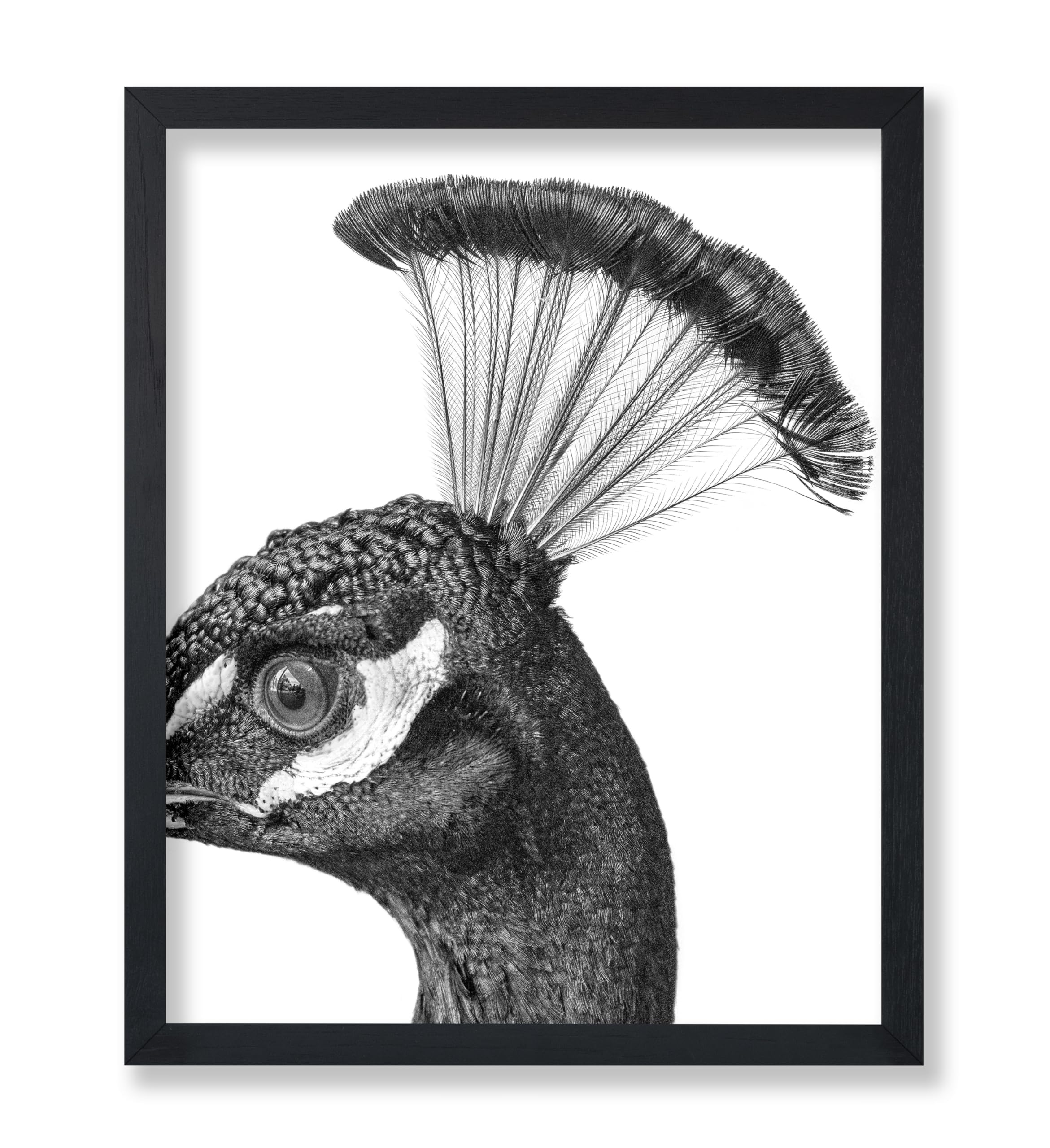 Poster Master Vintage Peacock Poster - Retro Peacock Head Print - Bird Portrait Art - Gift for Him, Her, Bird Watcher, Animal Lo