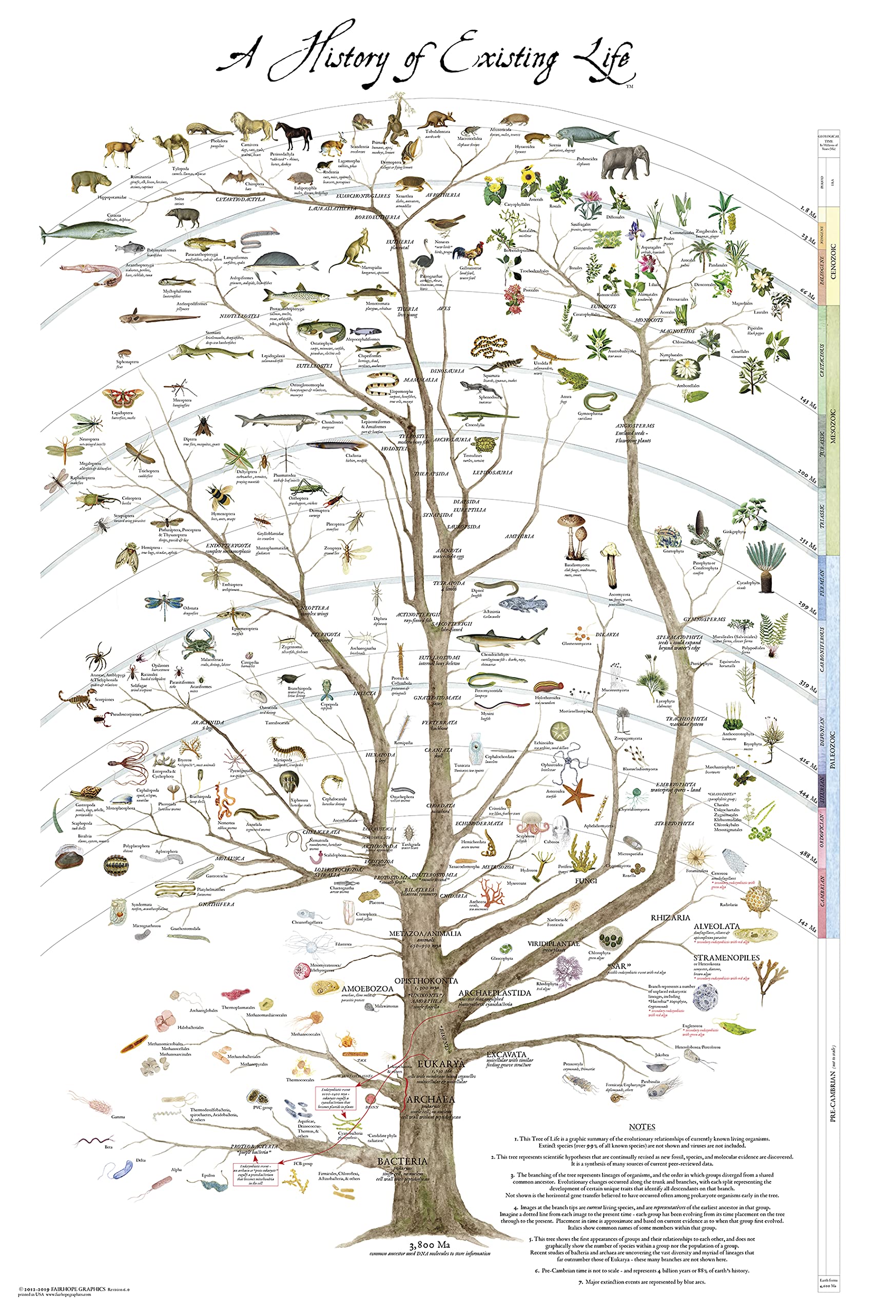 Tree Of Life Poster Print - Science Poster Natural History Of Existing Life 24 '' X 36 ''