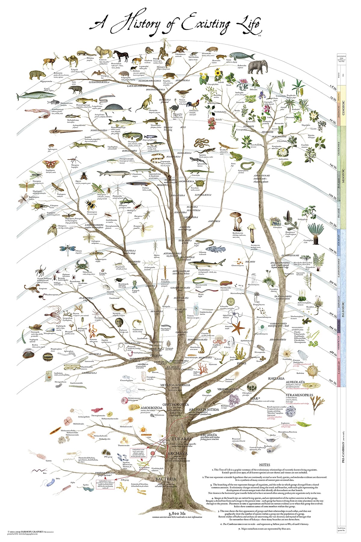 Tree Of Life Poster Print - Science Poster Natural History Of Existing Life-24 '' X 36 '' Laminated
