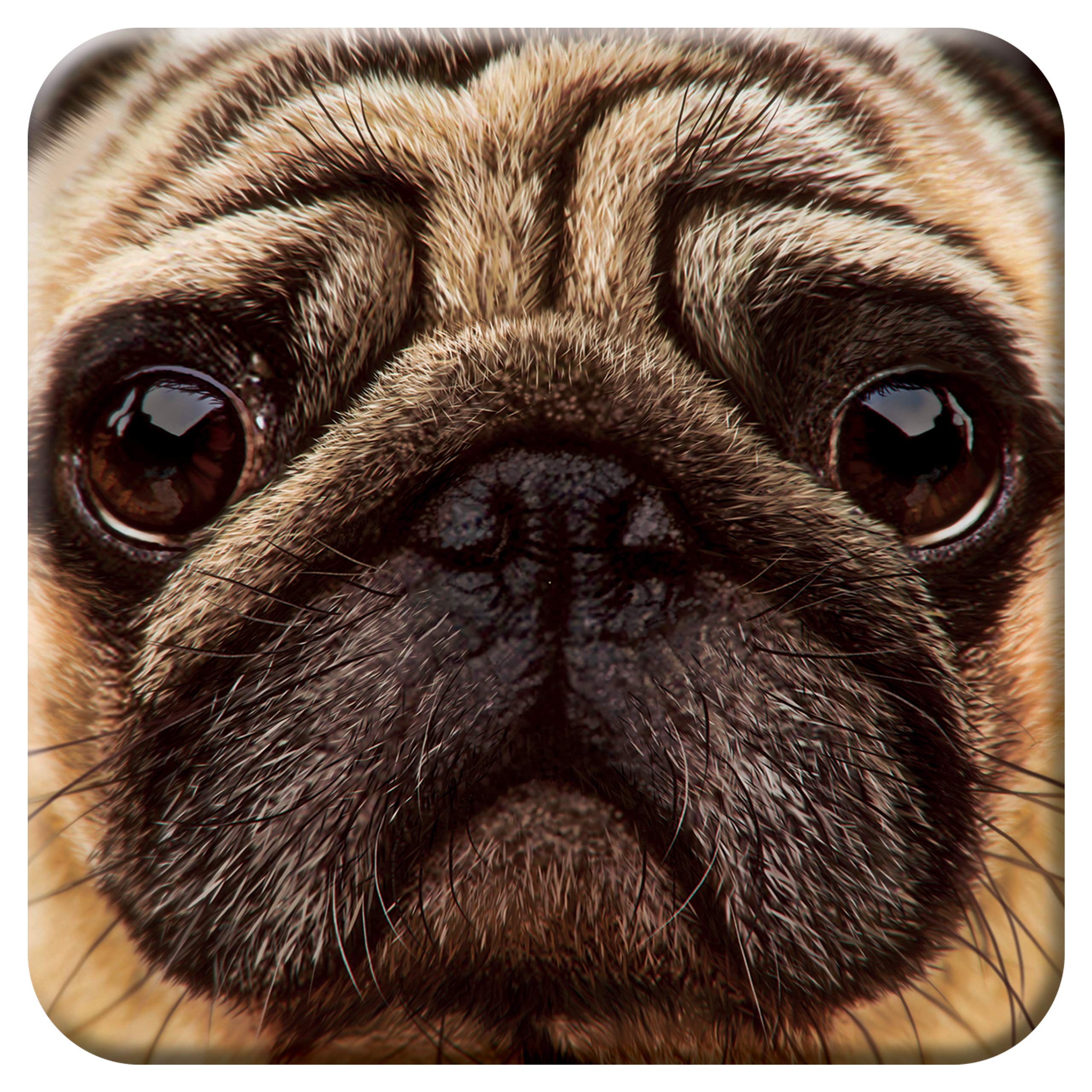 3D Livelife Cork Coaster - Pug From Deluxebase. Drinks Coaster With Lenticular 3D Animal Image. Non-Slip Protective Table Drink