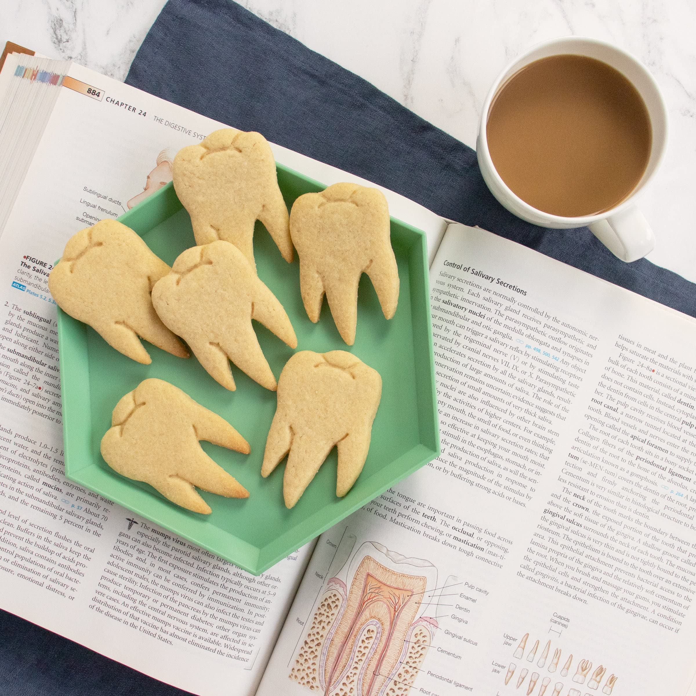 Realistic Molar Tooth Cookie Cutter, 1 Piece - Bakerlogy
