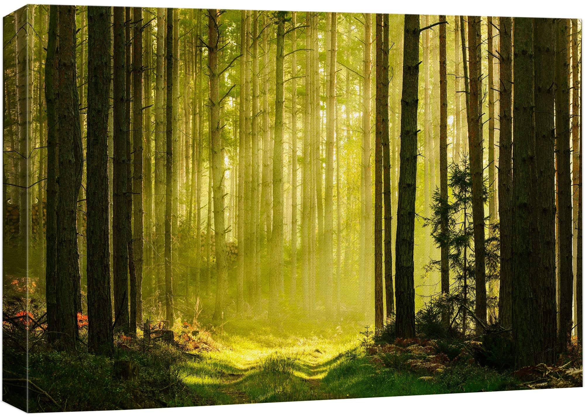 wall26 Canvas Print Wall Art Springtime Summer Sunlight Green Forest Nature Wilderness Photography Realism Earth Scenery Rustic Scenic Landscape Colorful for Living Room  Bedroom  Office - 24''x36''