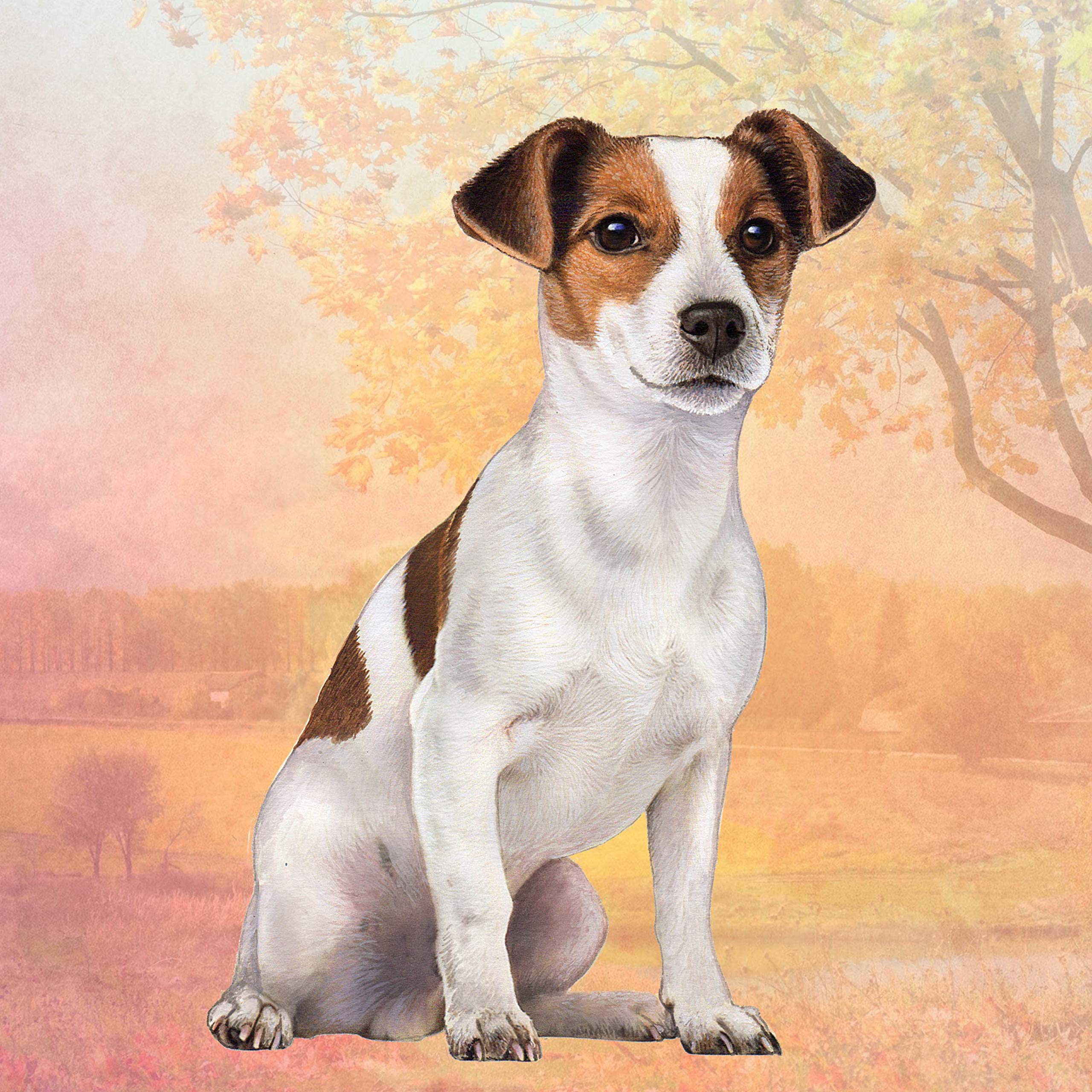 Jack Russell Absorbent Stone Coaster - Cork Back Helps Prevent Scratches On Furniture - No More Water Rings On Furniture