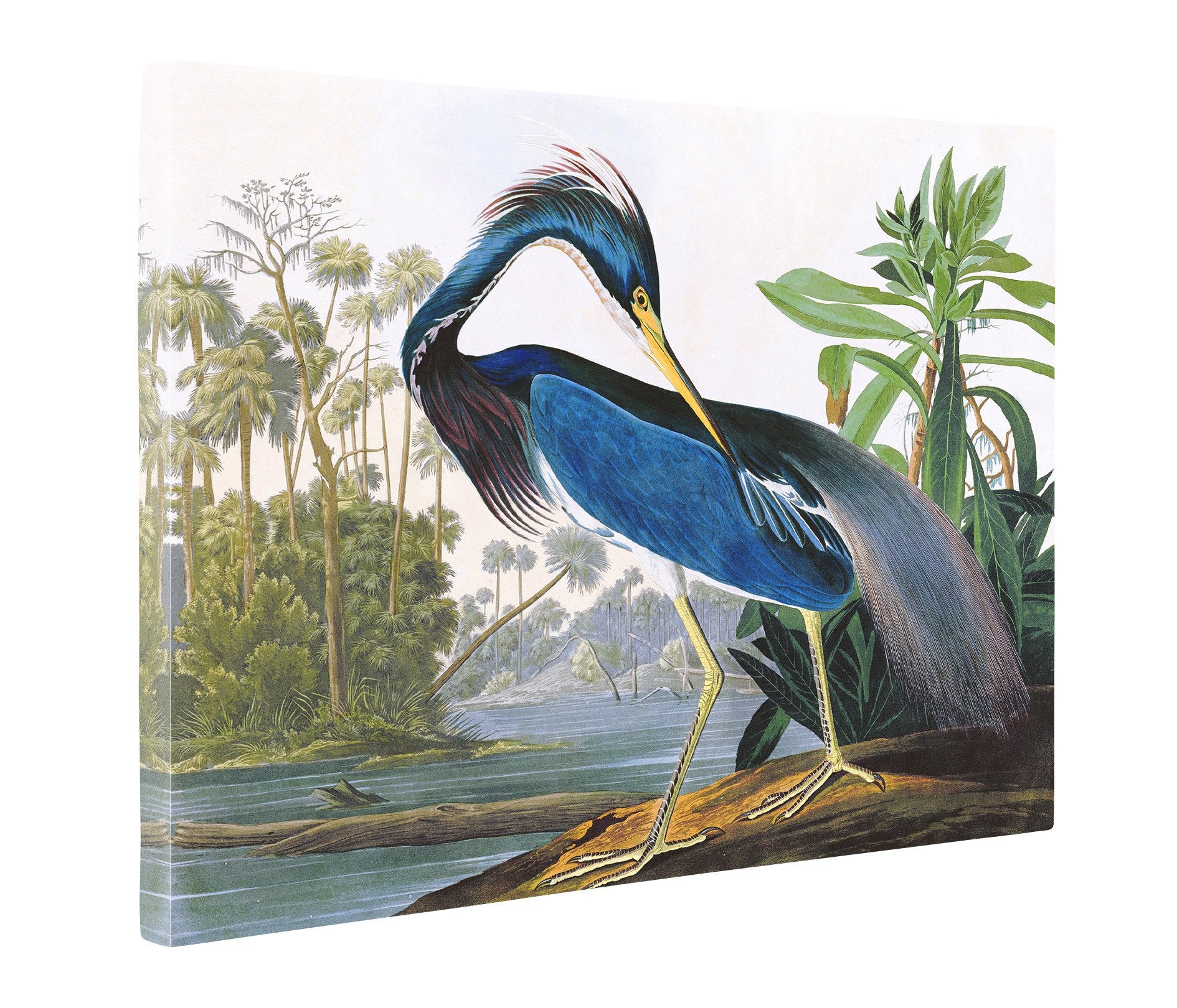 Niwo Art - Louisiana Heron, By John James Audubon. The Birds Of America Reproductions. Giclee Print Acrylic Coating On Canvas Fo