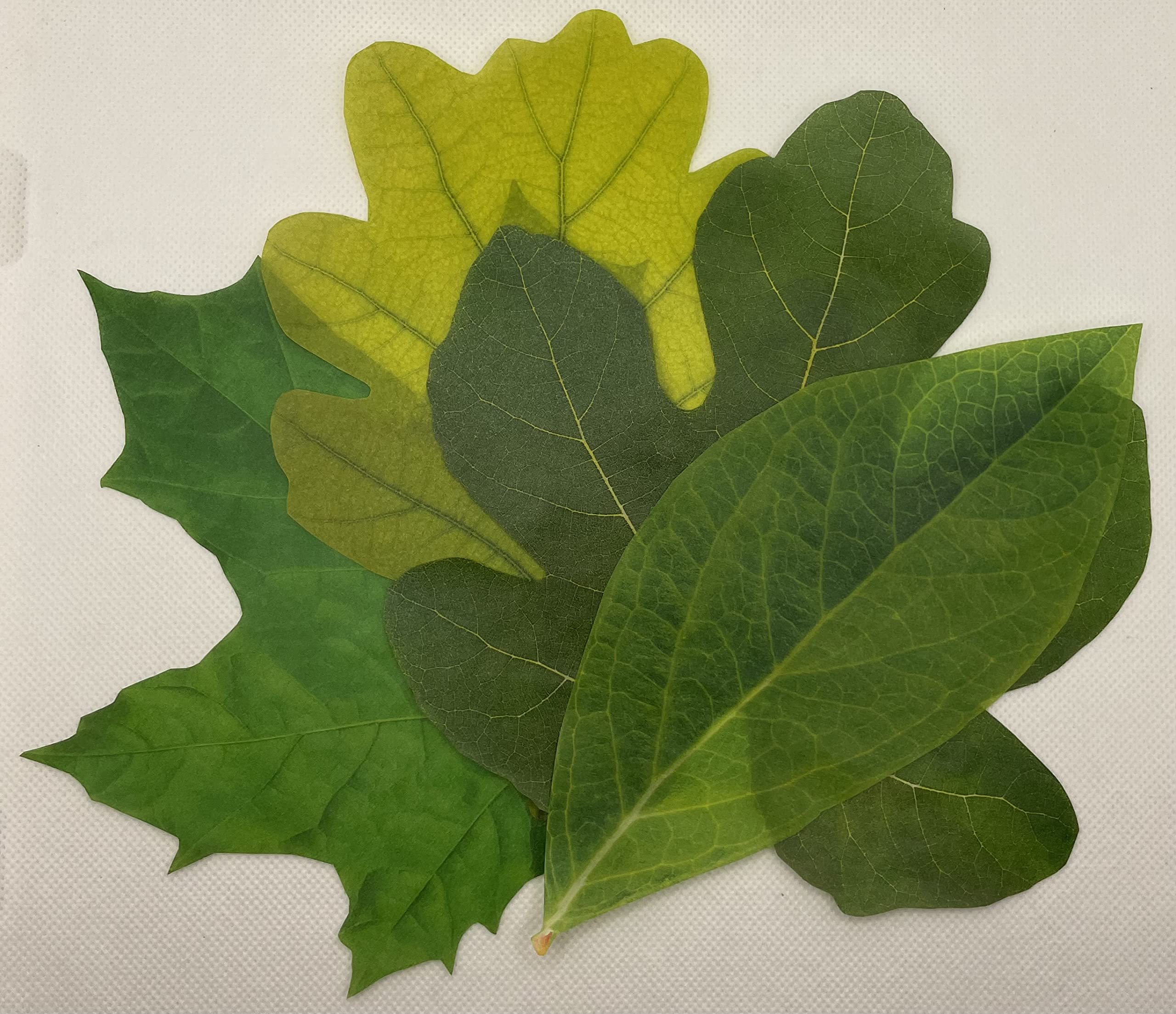 Parchment Paper Leaves For Cheese & Charcuterie Boards - Sisson Distribution Leaves (Pack Of 20) (Spring Leaves)