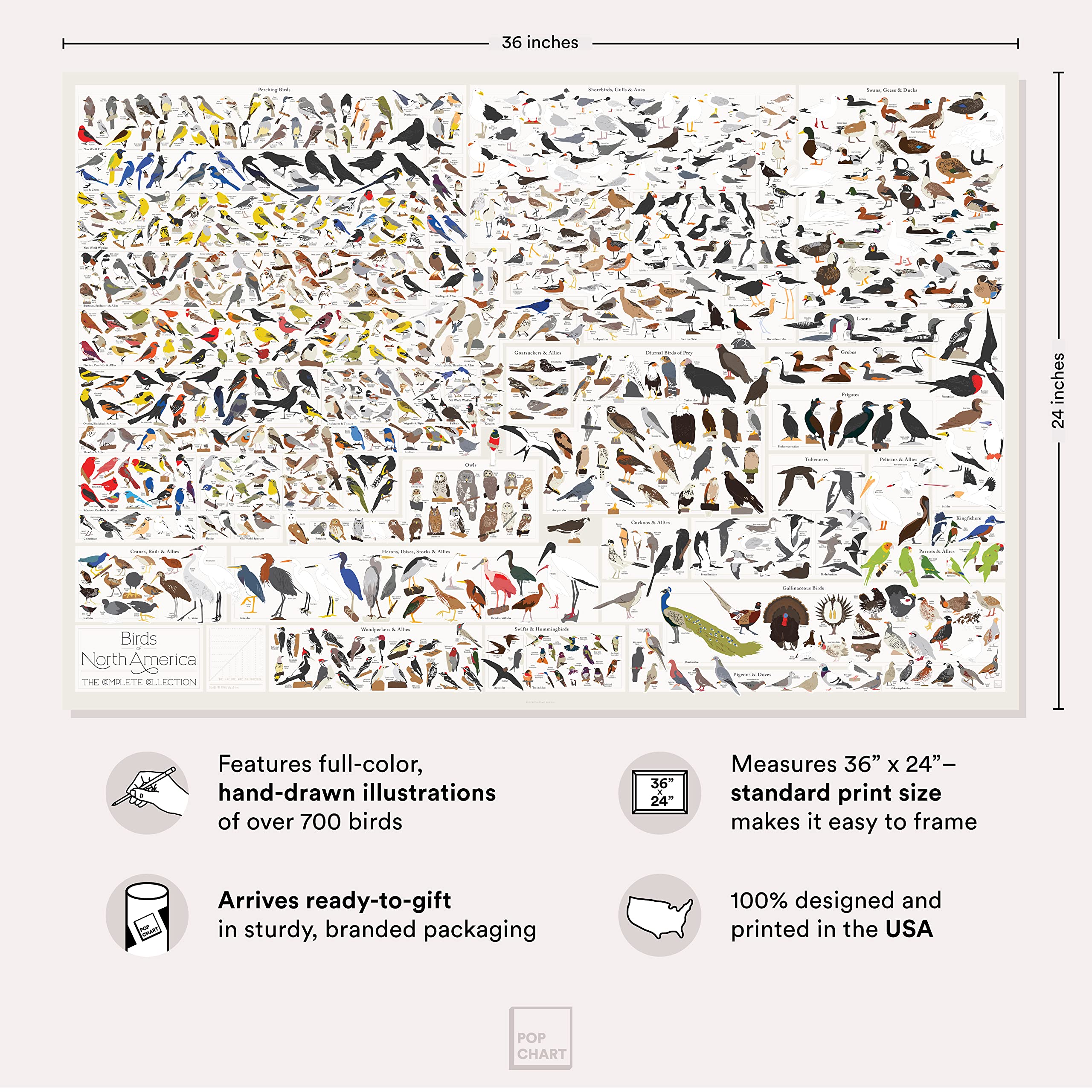 Pop Chart | Birds Of North America | 36'' X 24'' Large-Format Poster | Every Bird Species In North America Illustrated | Perfect